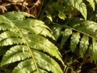 Détail 1