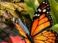Détail 5