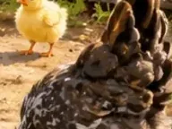 Détail 2