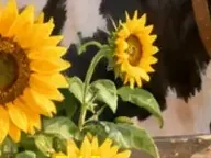 Détail 4