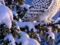 Détail 6
