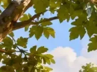 Détail 2
