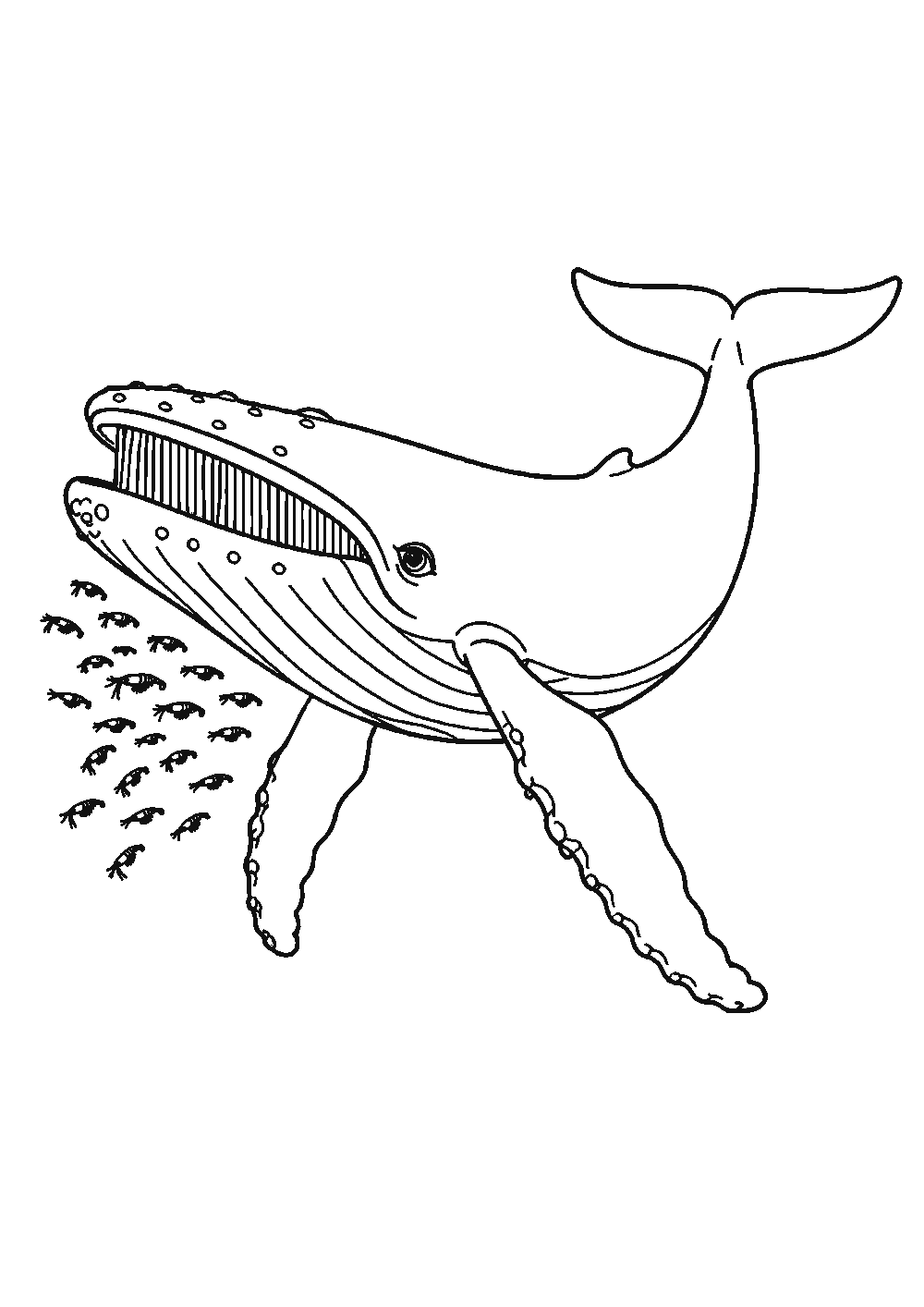 Dessiner une baleine facilement en 7 étapes