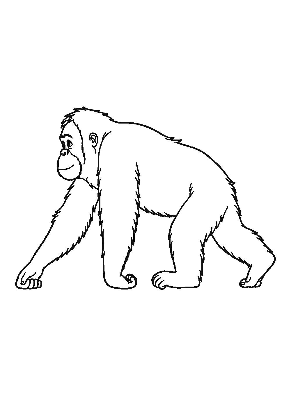 Dessiner un orang-outan facilement en 7 étapes