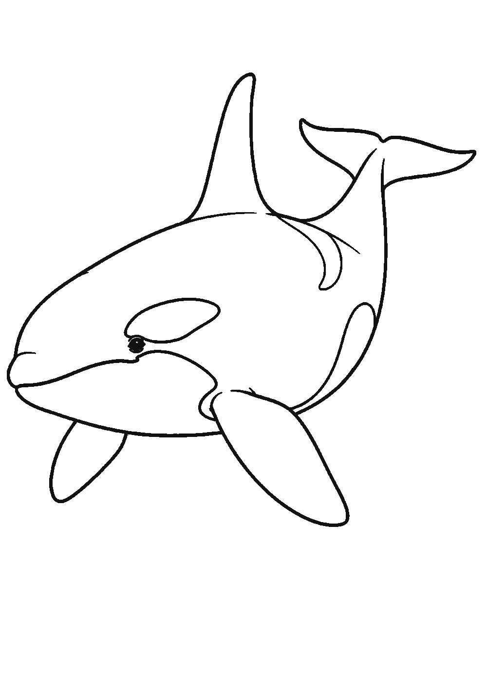 Dessiner une orque facilement en 7 étapes