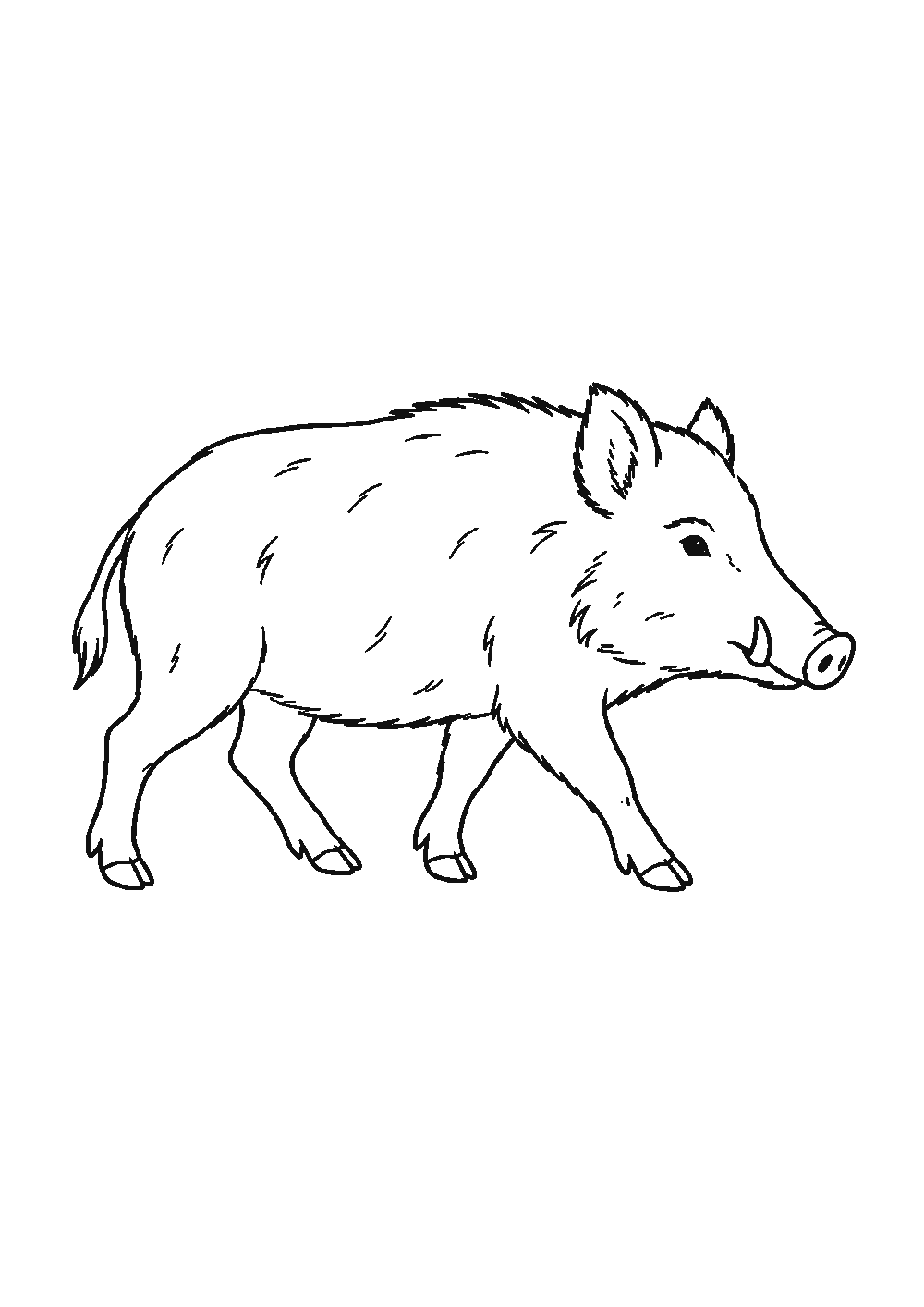 Dessiner un sanglier facilement en 7 étapes