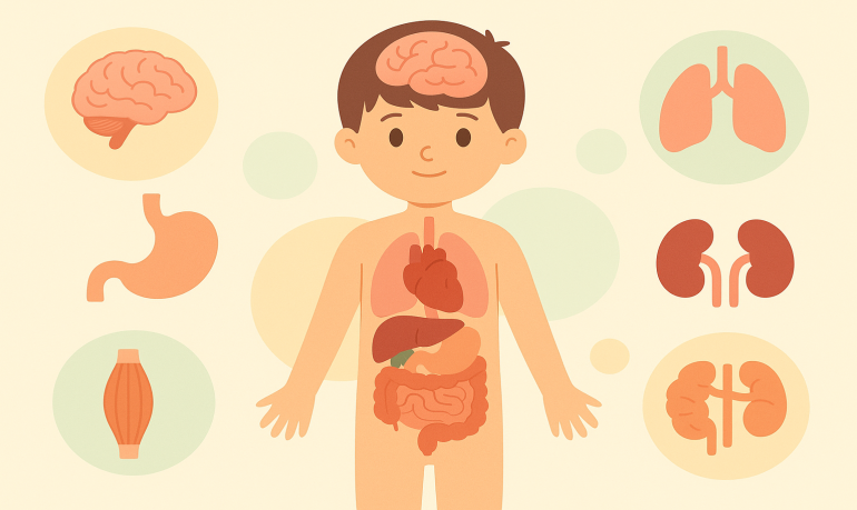 Corps humain expliqué aux enfants : organes et missions
