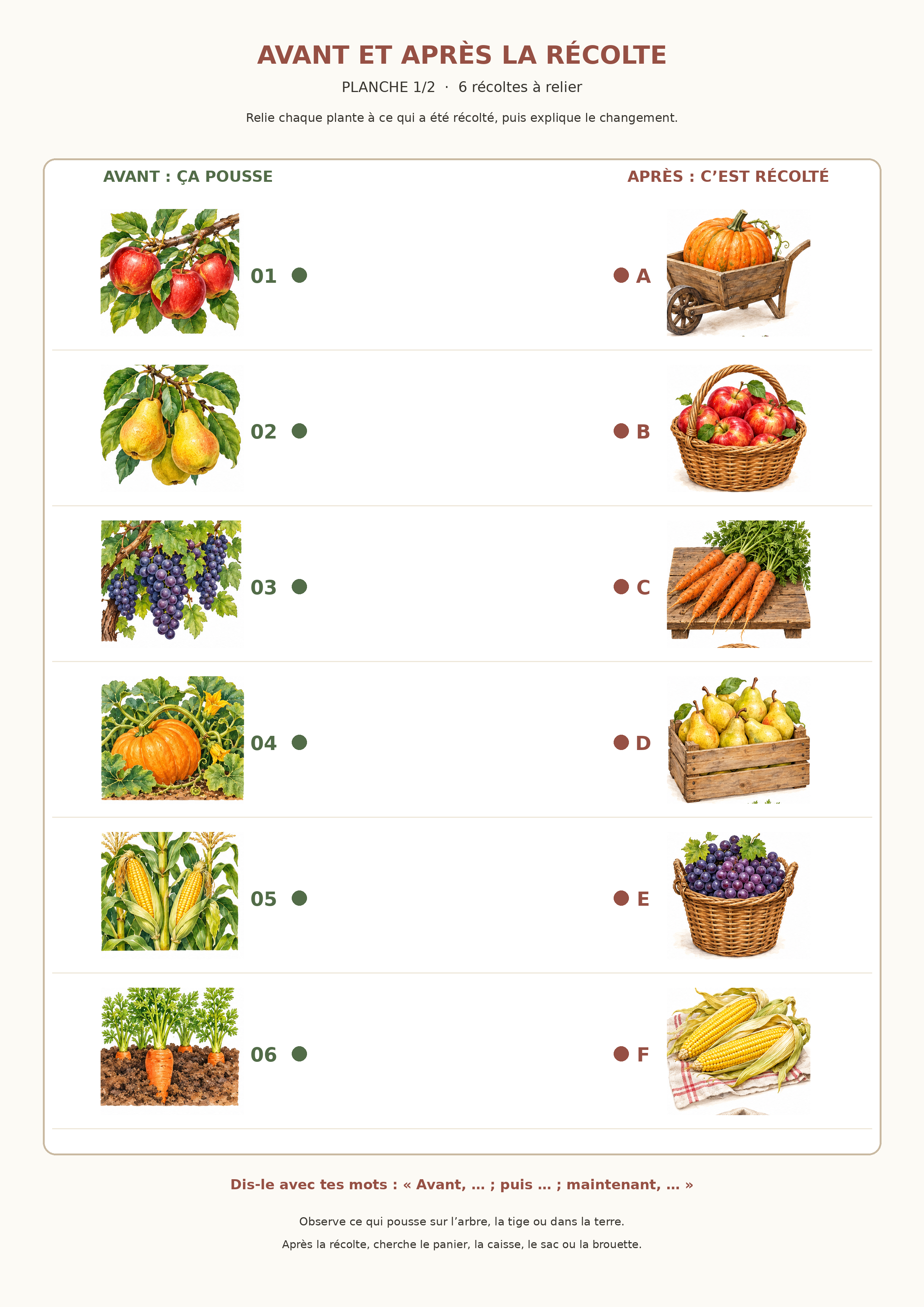 Première planche A4 : six plantes avant récolte à relier à leurs fruits ou légumes ramassés