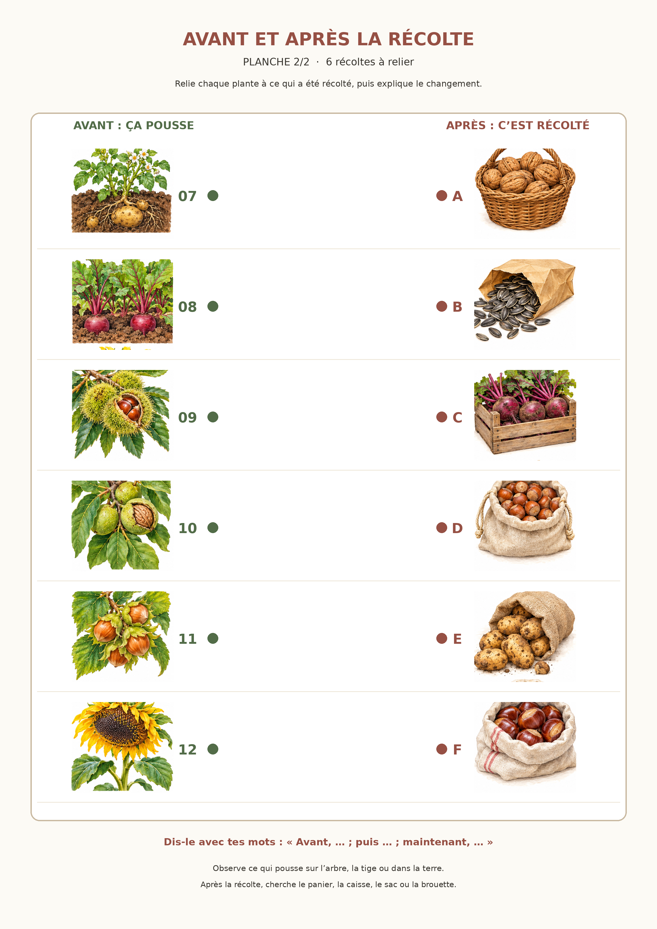 Seconde planche A4 : six autres transformations de la culture ou de l’arbre vers la récolte