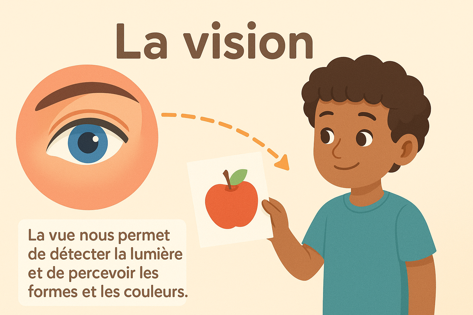 Infographie simple : la vision et l’observation d’un objet