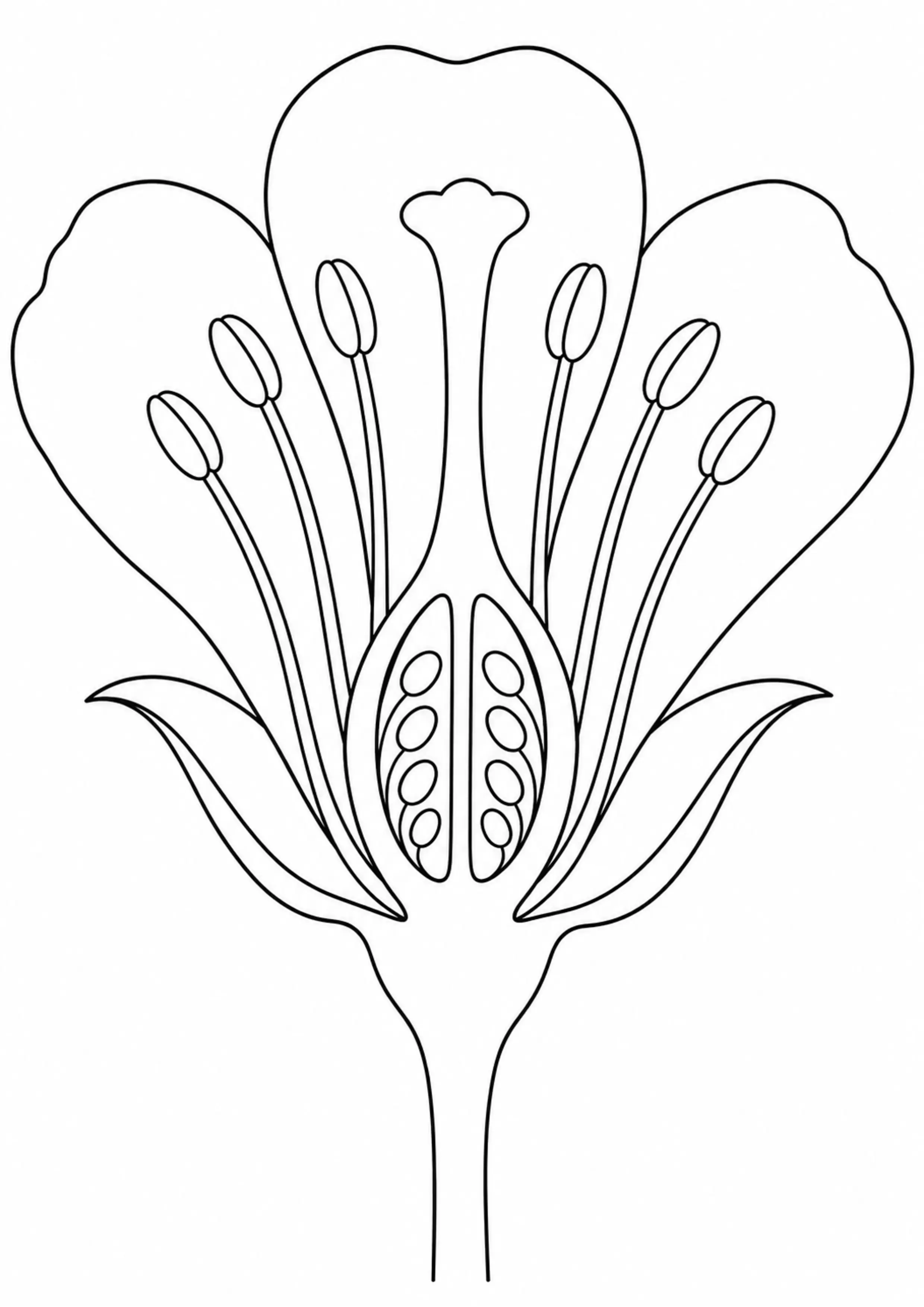 Coloriage anatomie d’une fleur : 20 dessins pédagogiques
