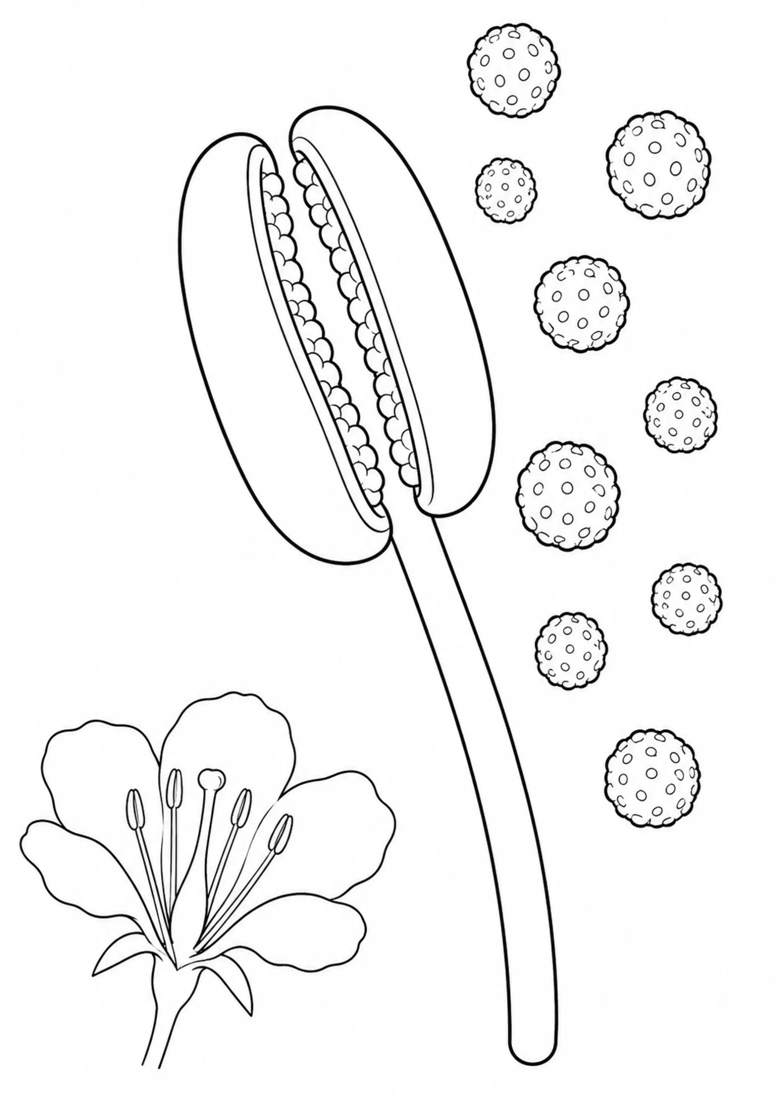 Coloriage Anatomie d’une fleur à imprimer – dessin n°3