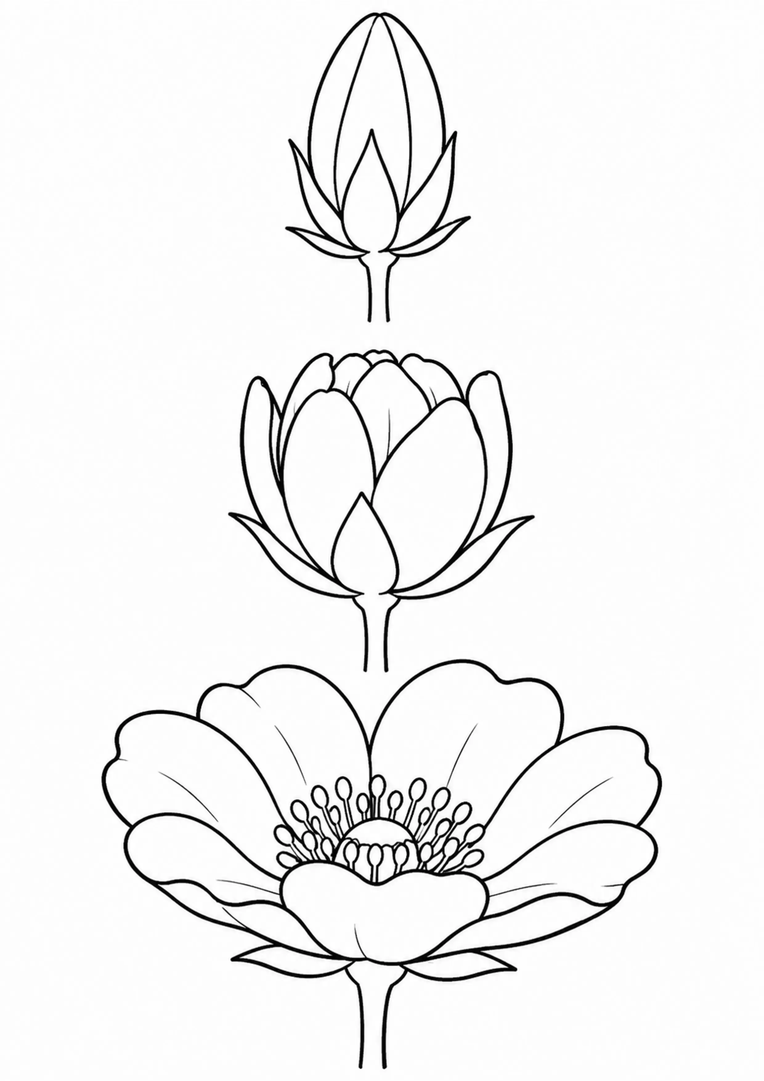 Coloriage Anatomie d’une fleur à imprimer – dessin n°5