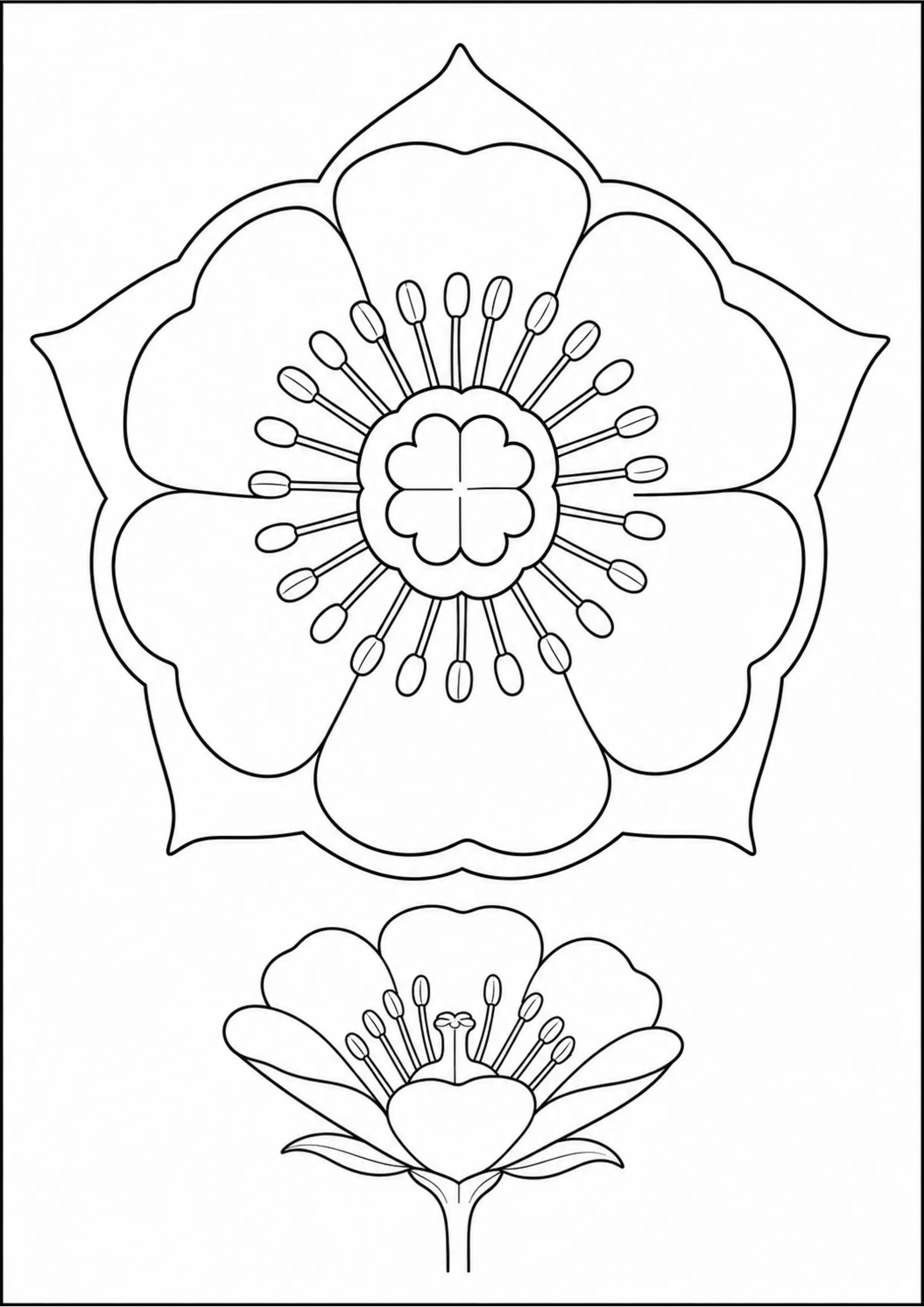 Coloriage Anatomie d’une fleur à imprimer – dessin n°15