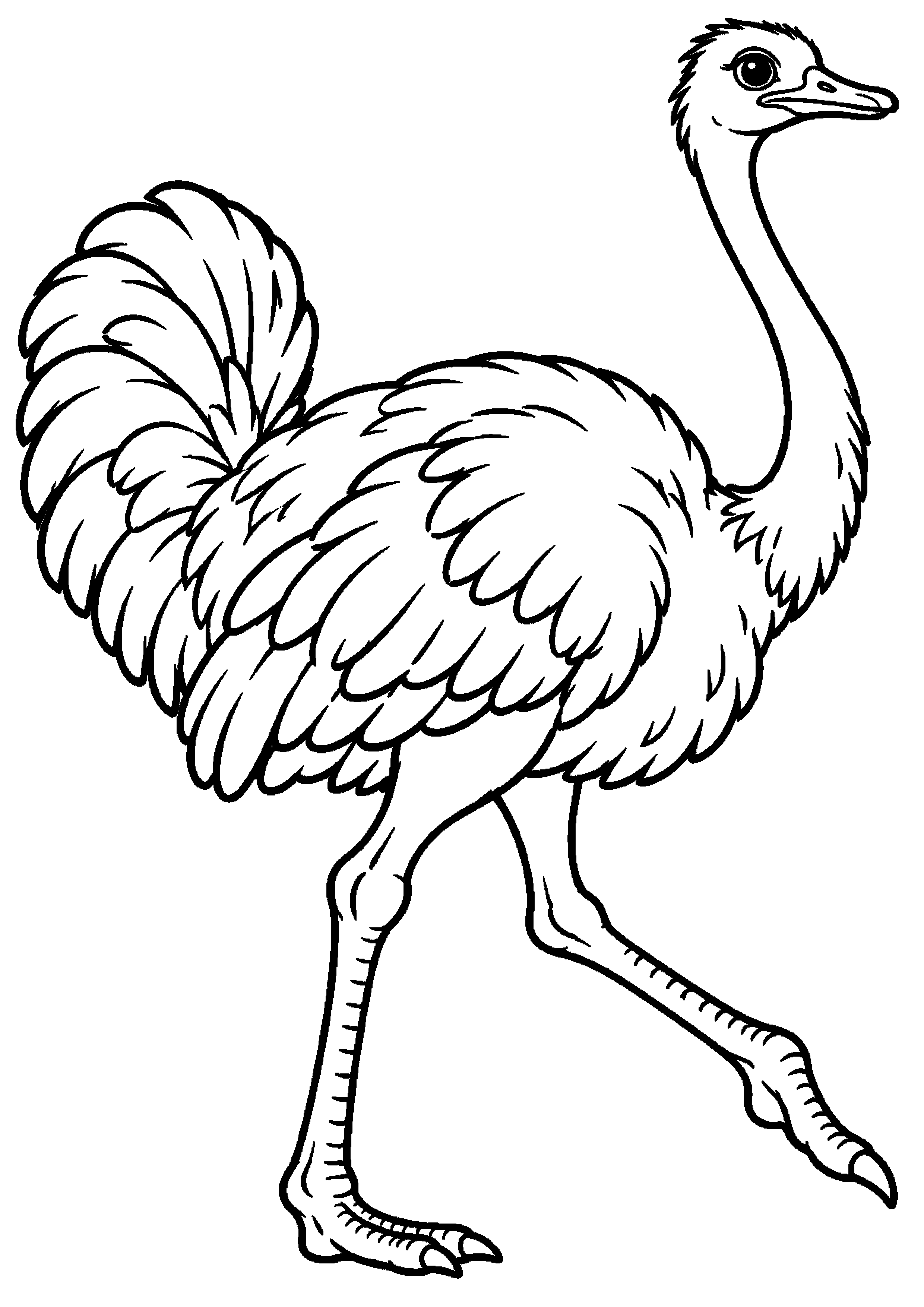 Grand coloriage d’une autruche marchant de profil à grands pas, contours noirs nets sur fond blanc