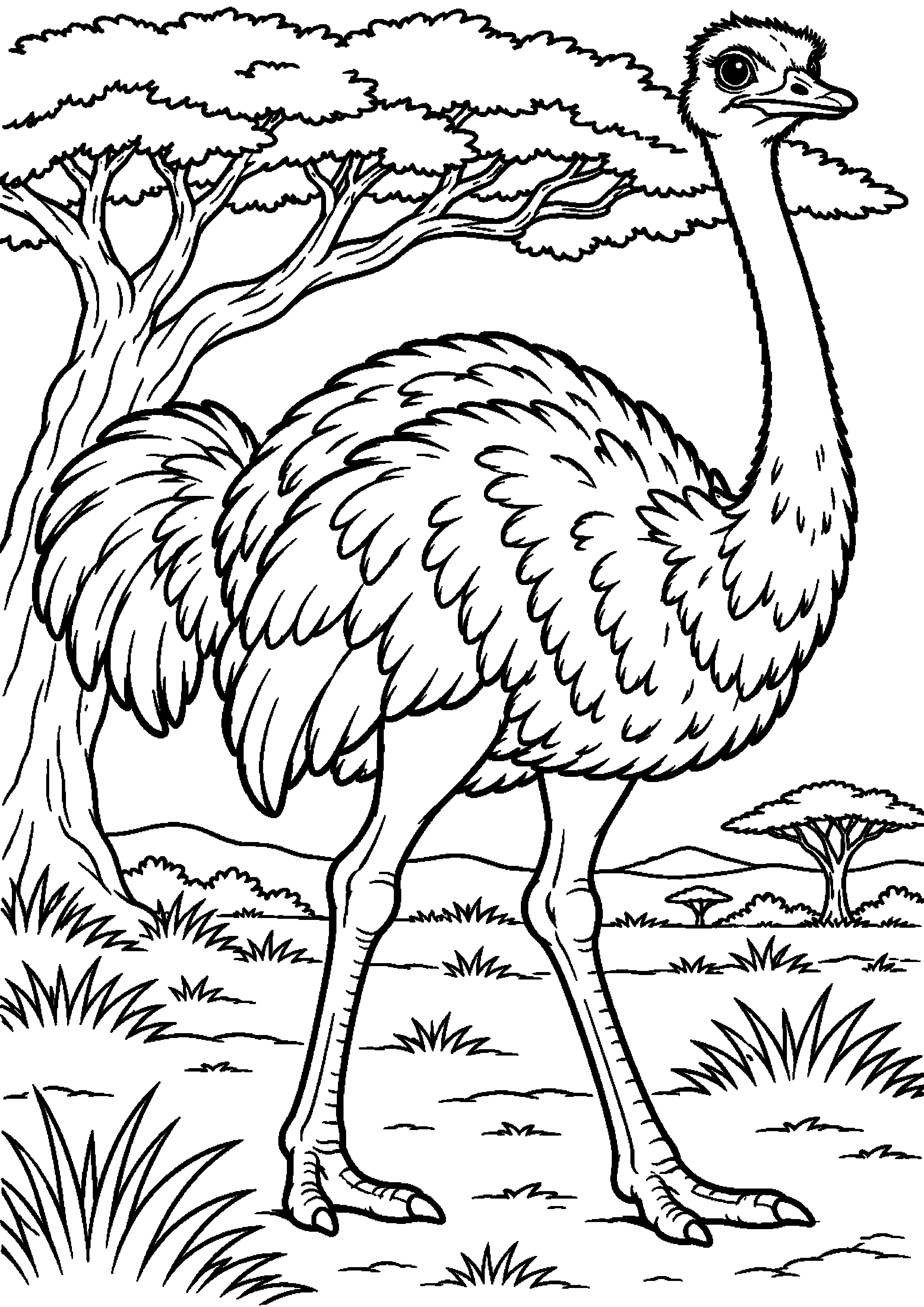 Grand coloriage d’une autruche debout devant un grand acacia de la savane, contours noirs nets sur fond blanc