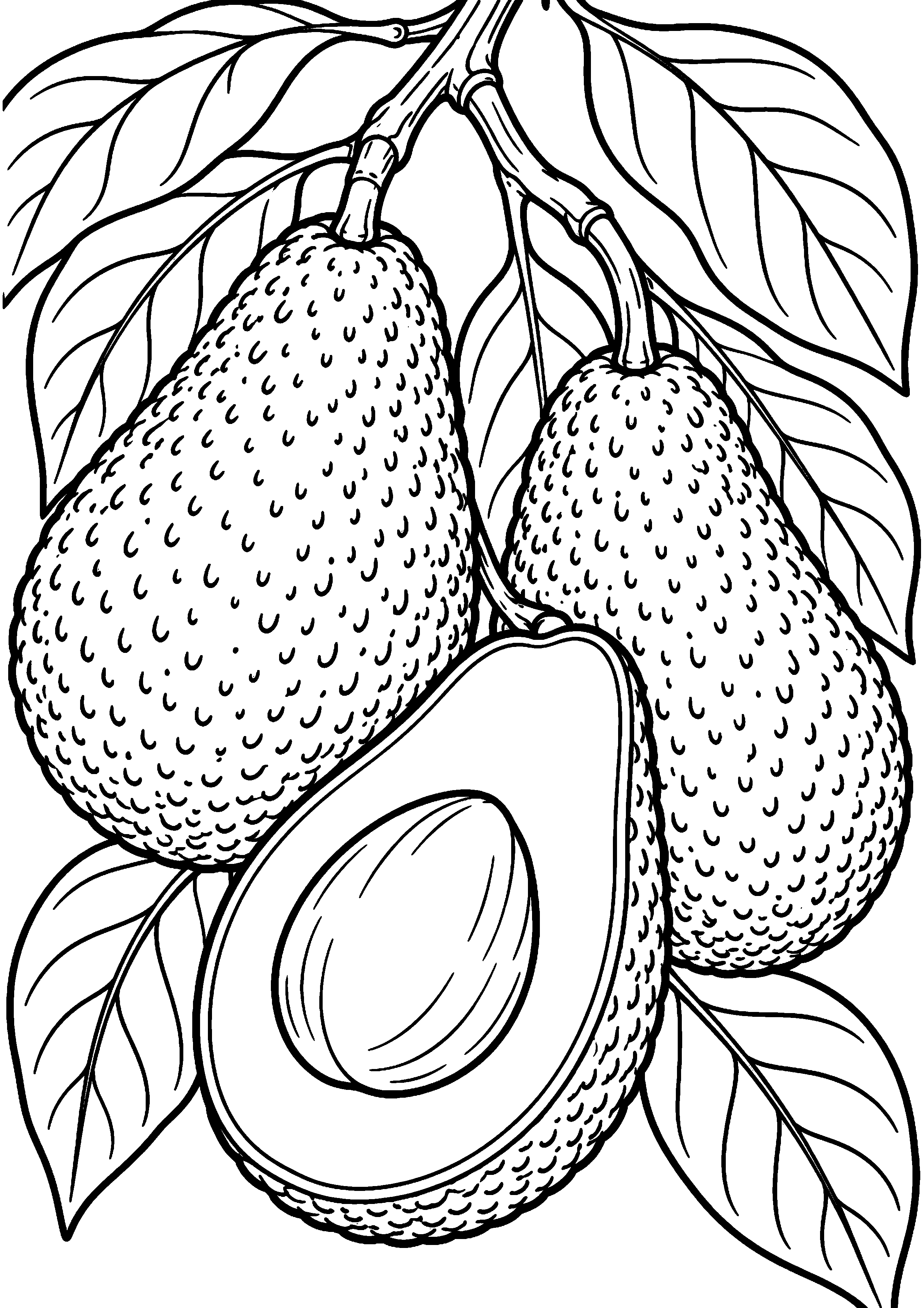 Coloriage avocat entier en vue de trois quarts à imprimer