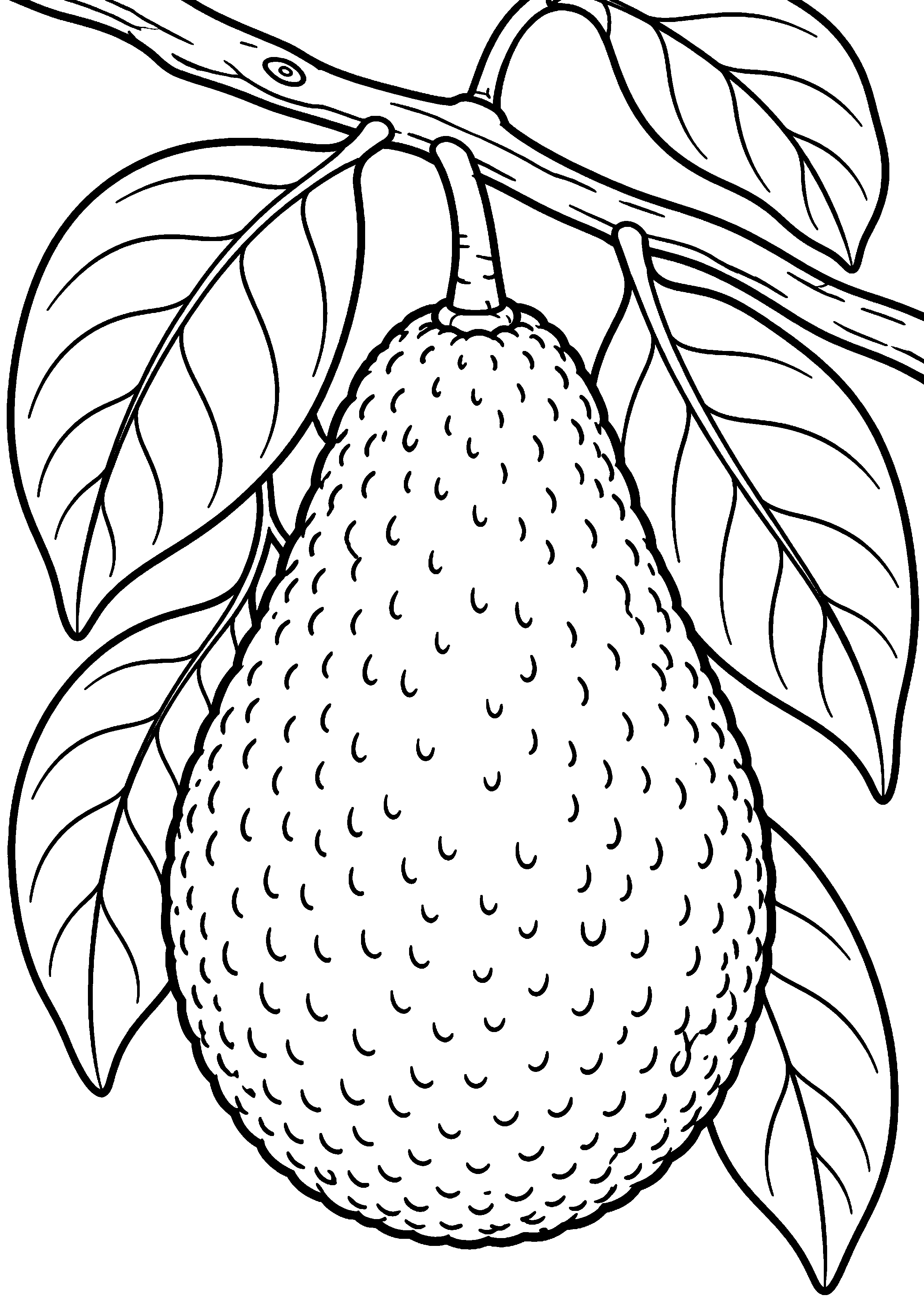 Coloriage avocat vu de dessus en pleine page à imprimer