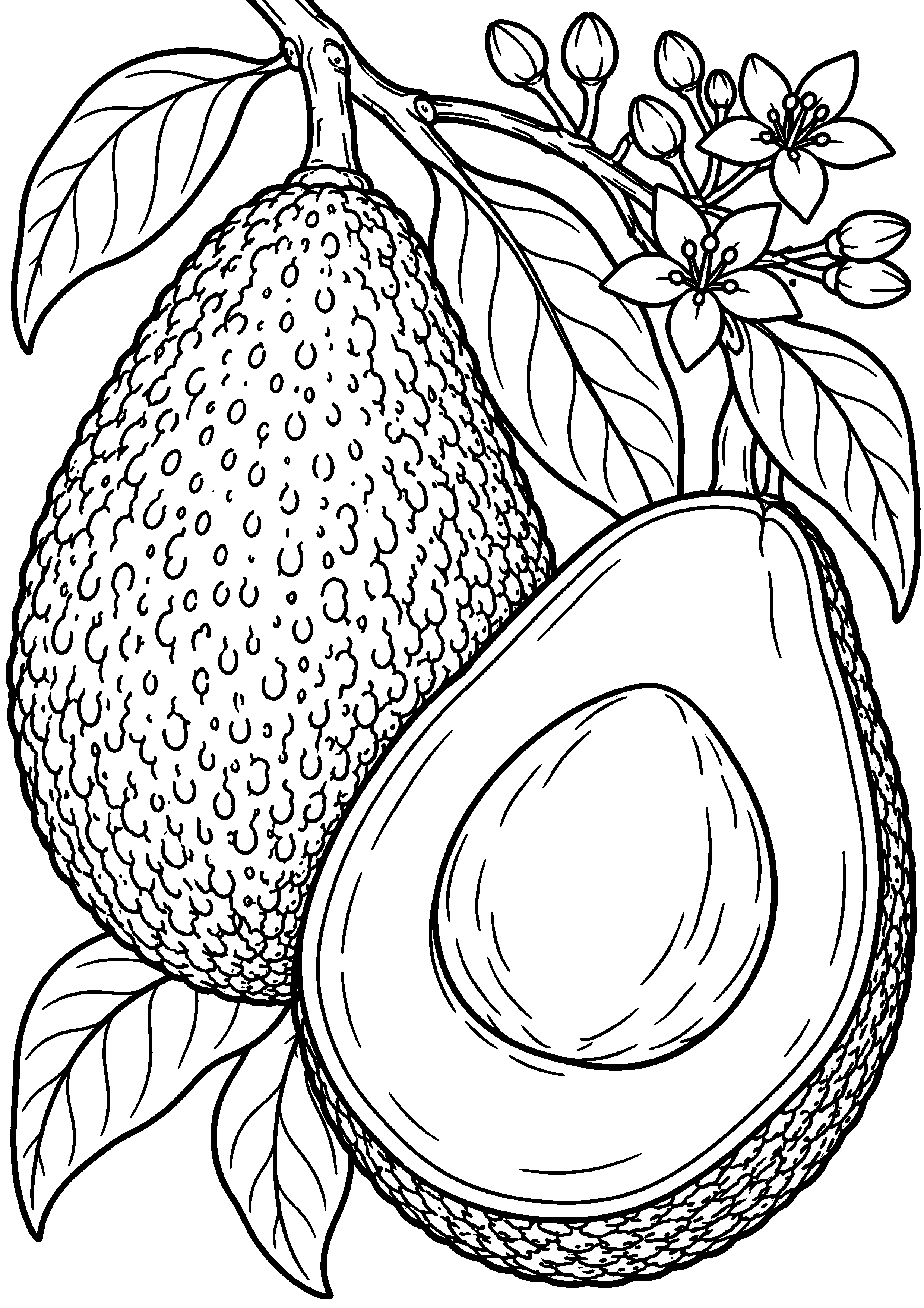 Grand coloriage d’un avocat sur une nappe à carreaux, contours noirs nets sur fond blanc