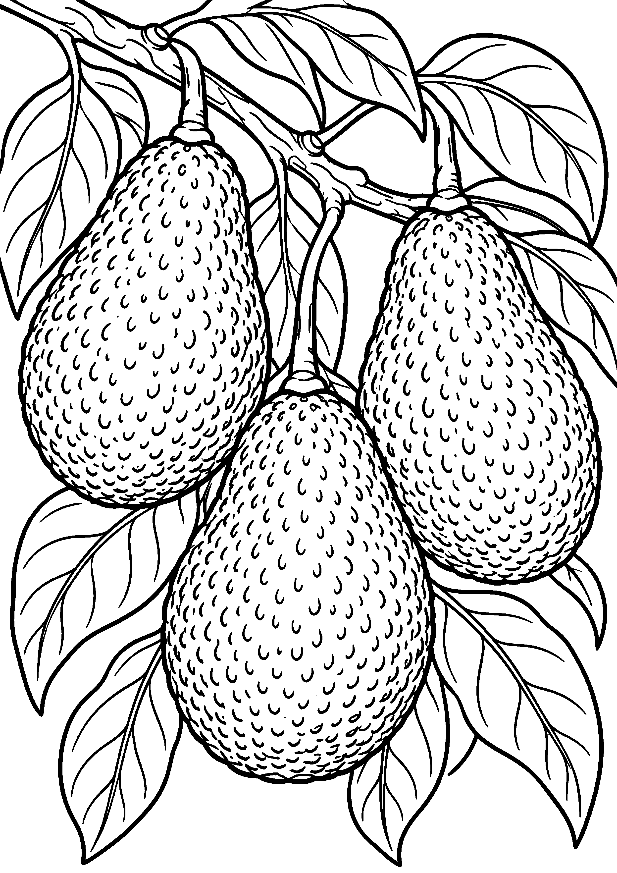 Grand coloriage d’un avocat prêt à servir sur une grande assiette, contours noirs nets sur fond blanc