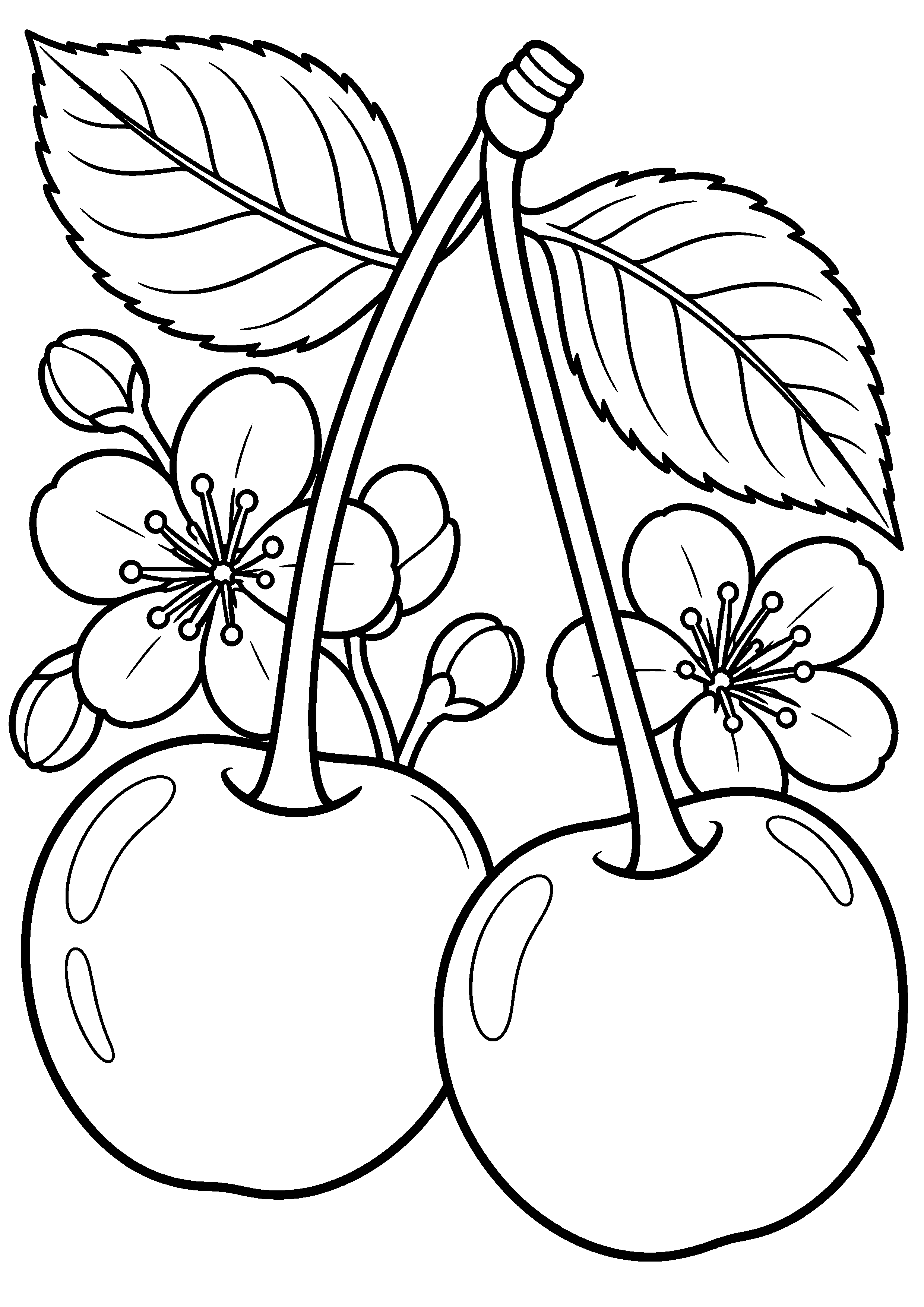 Coloriage cerise entière en très gros plan à imprimer