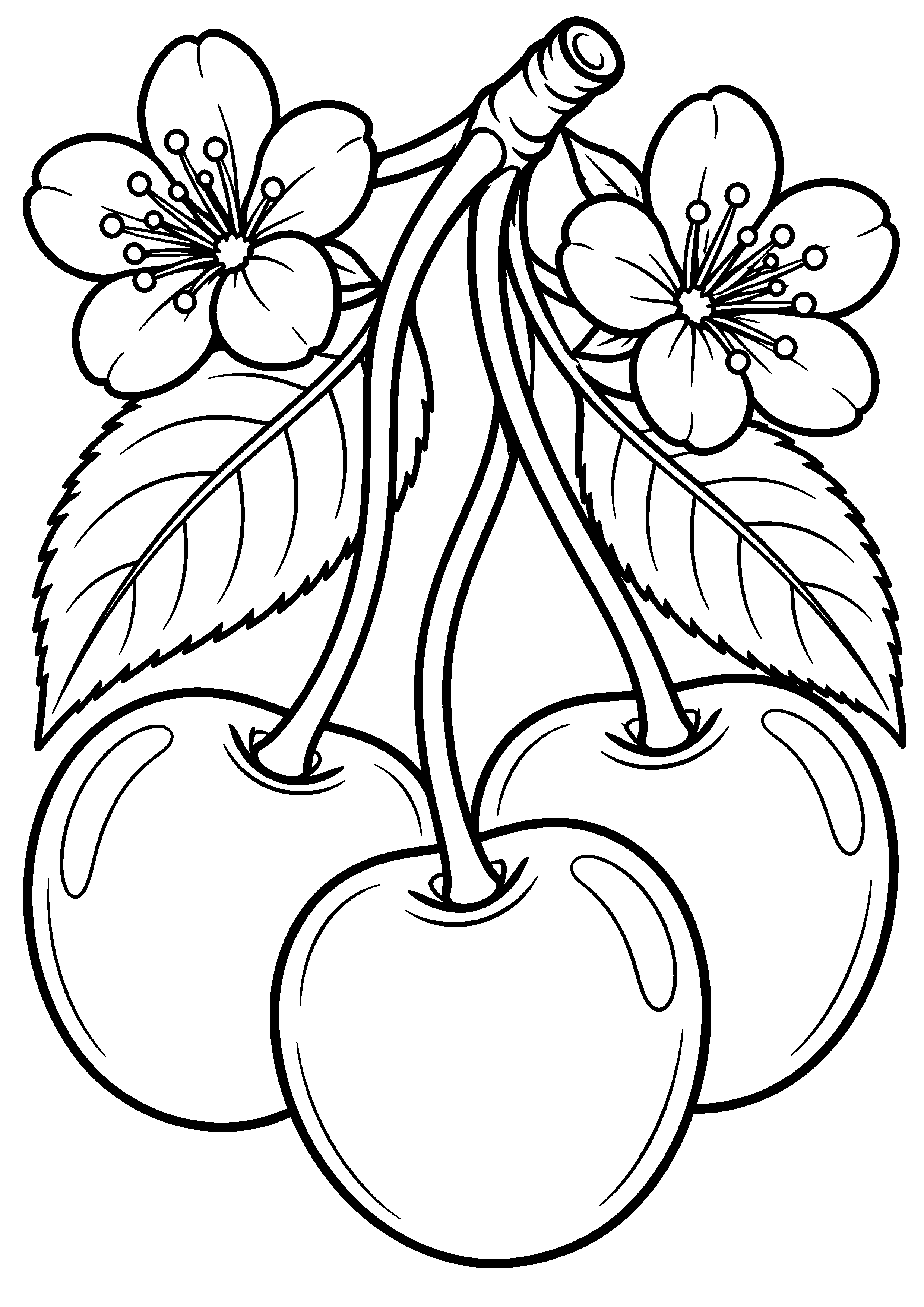 Coloriage cerise coupée en deux montrant son intérieur à imprimer