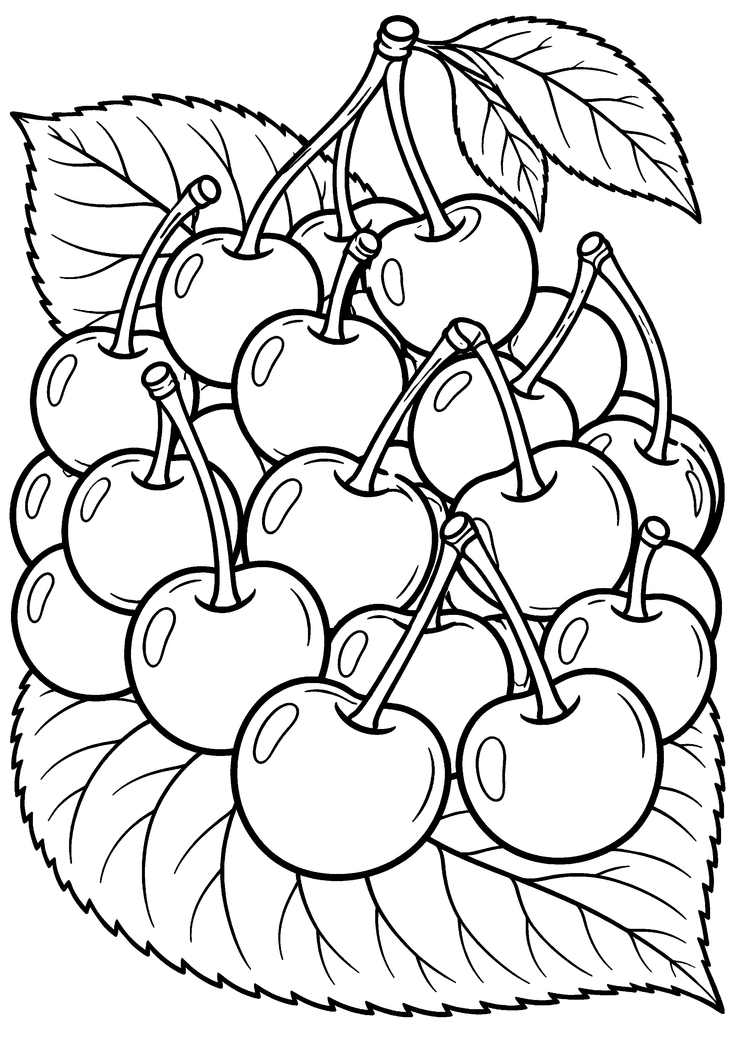 Grand coloriage d’une cerise avec de grandes feuilles naturelles, contours noirs nets sur fond blanc