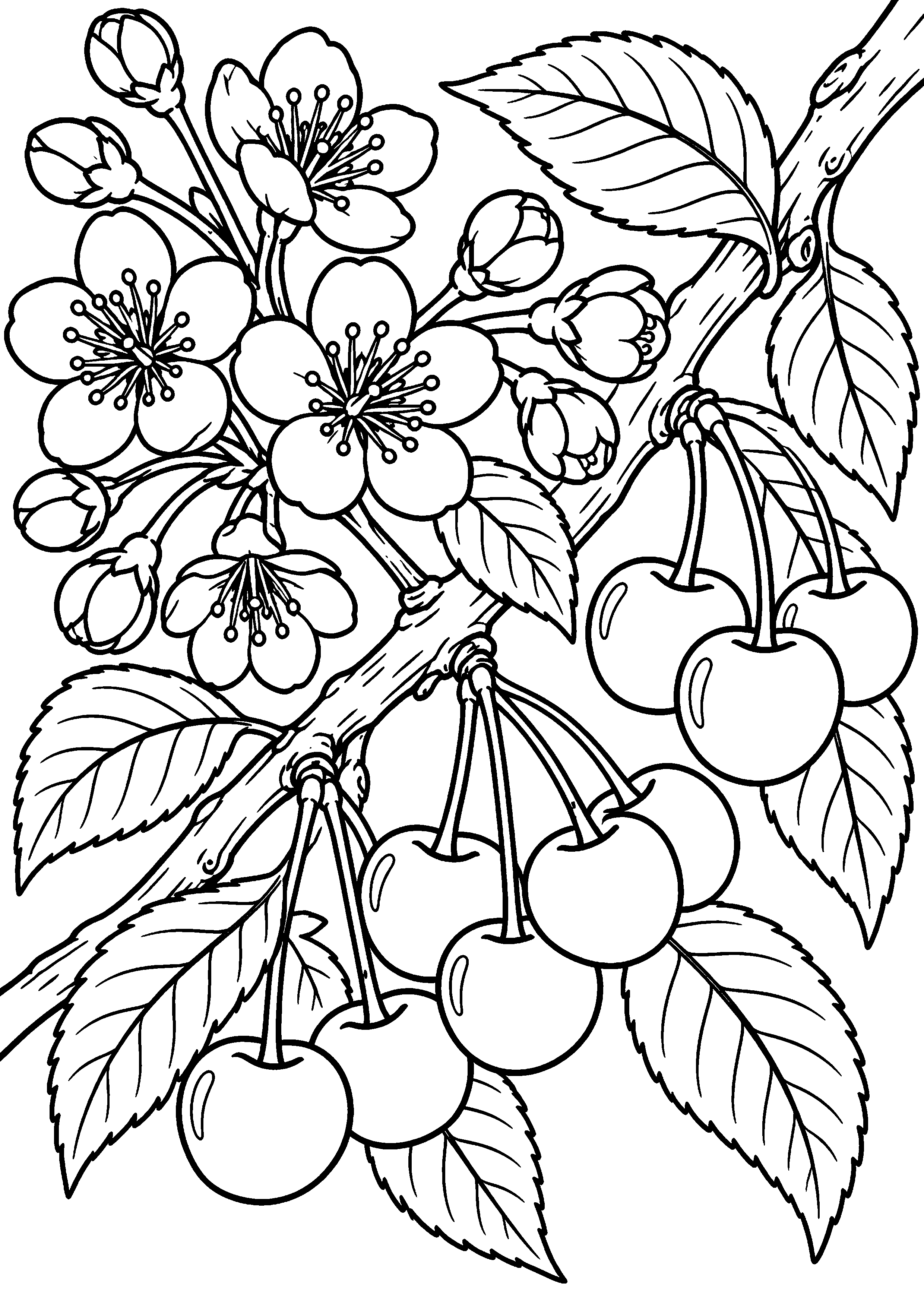 Grand coloriage d’une cerise en personnage-fruit souriant original, contours noirs nets sur fond blanc