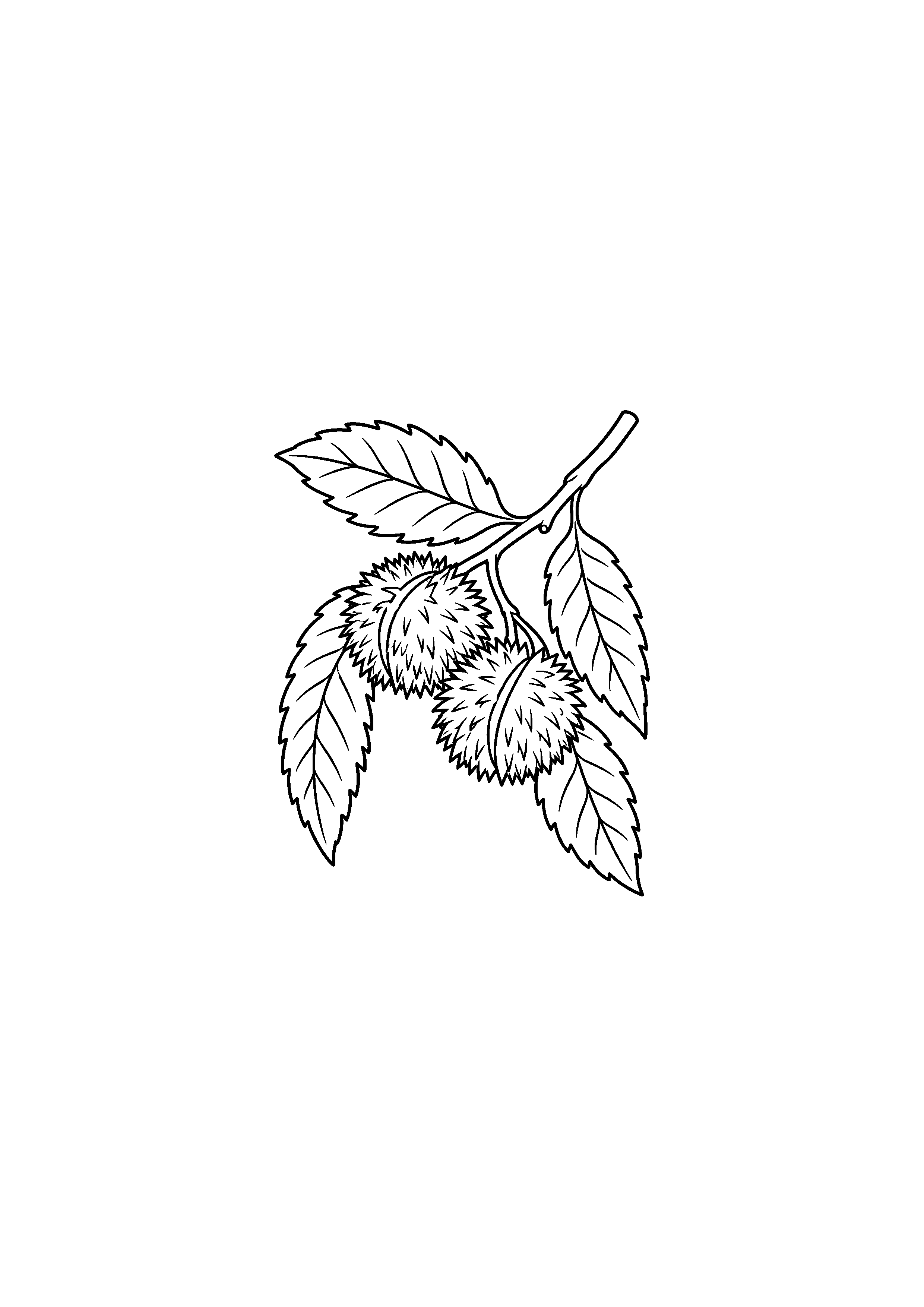 Coloriage branche de châtaignier avec bogues à imprimer