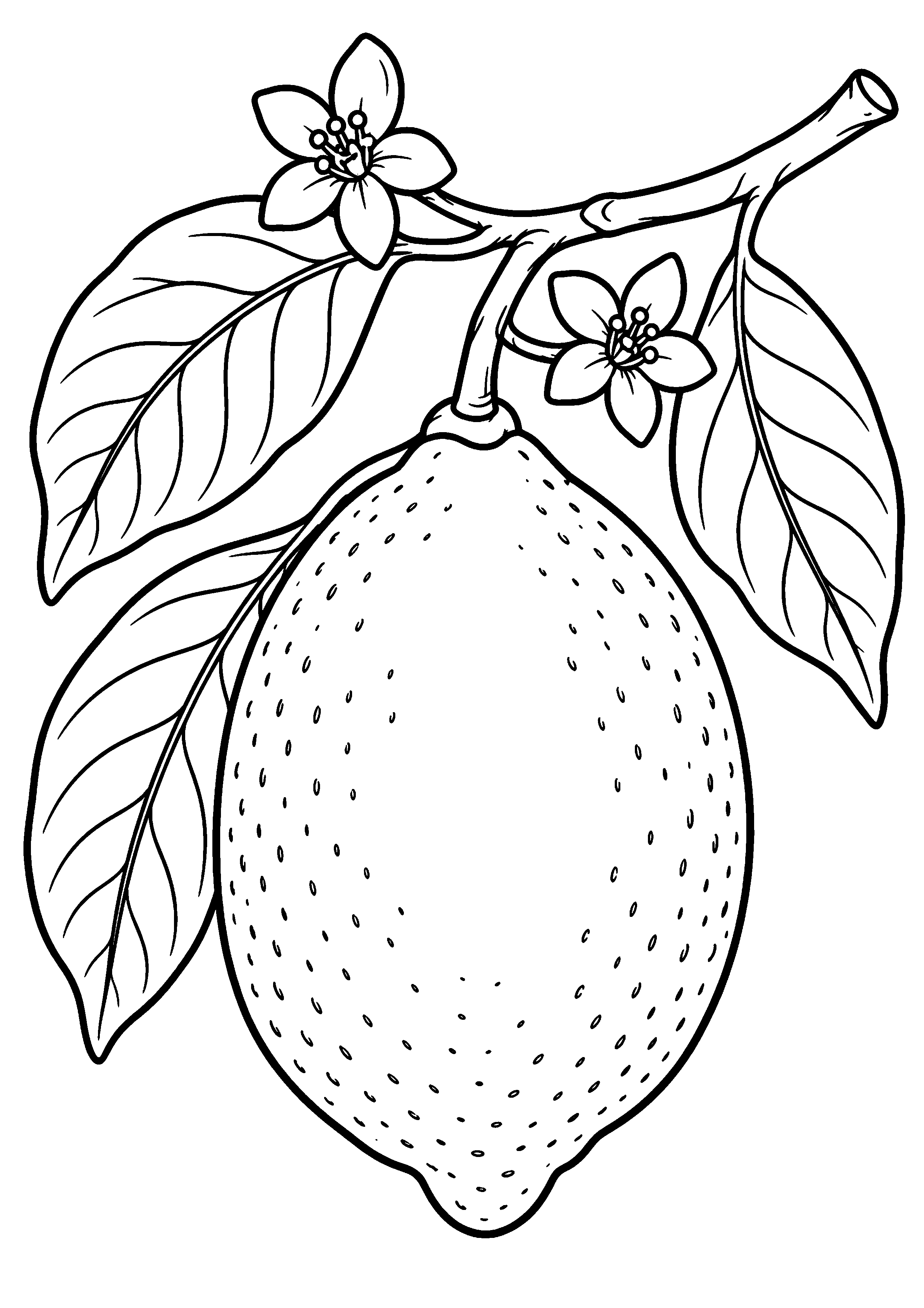 Coloriage citron suspendu à une branche fleurie à imprimer