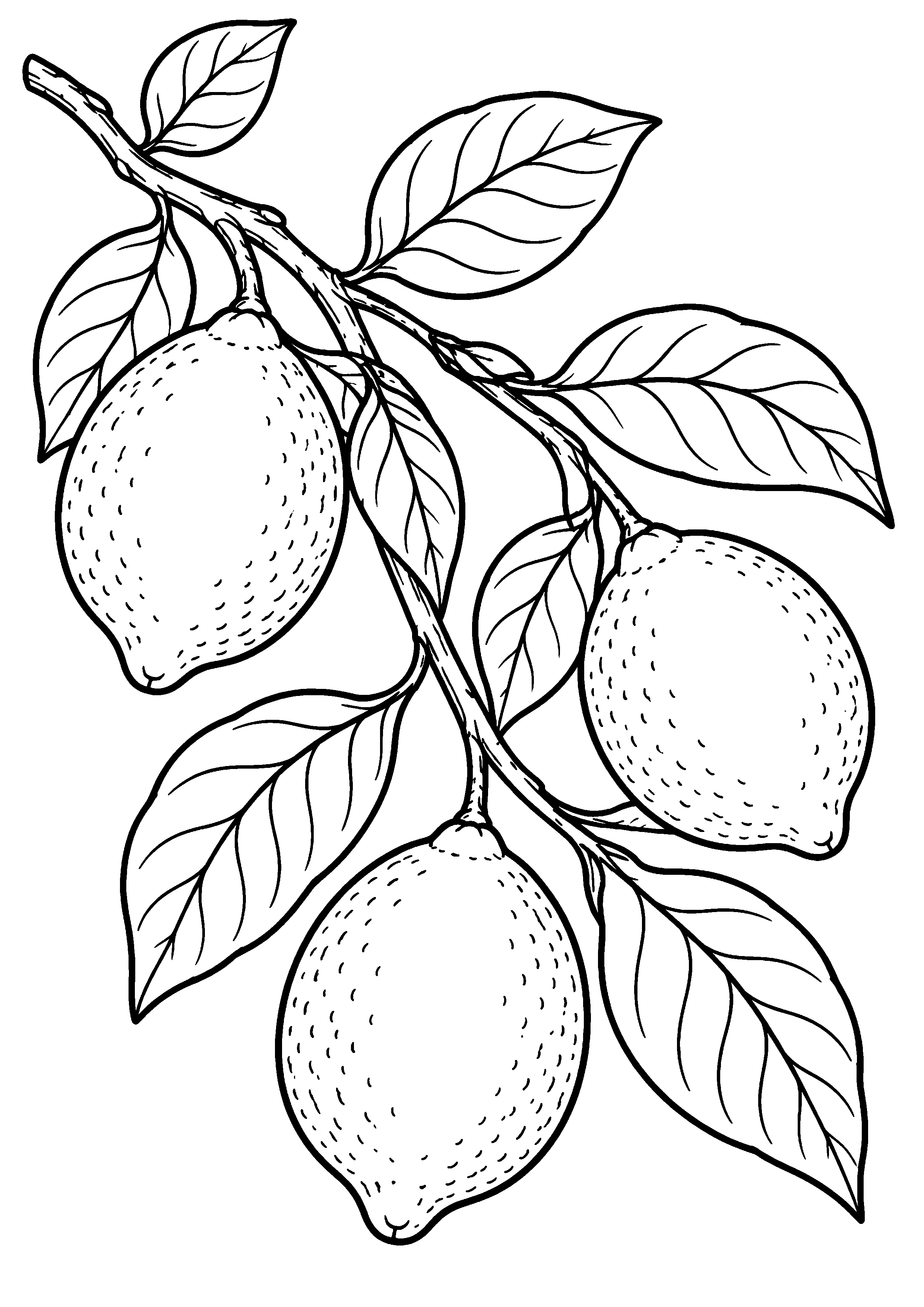 Grand coloriage d’un citron avec trois fruits sur une branche diagonale, contours noirs nets sur fond blanc