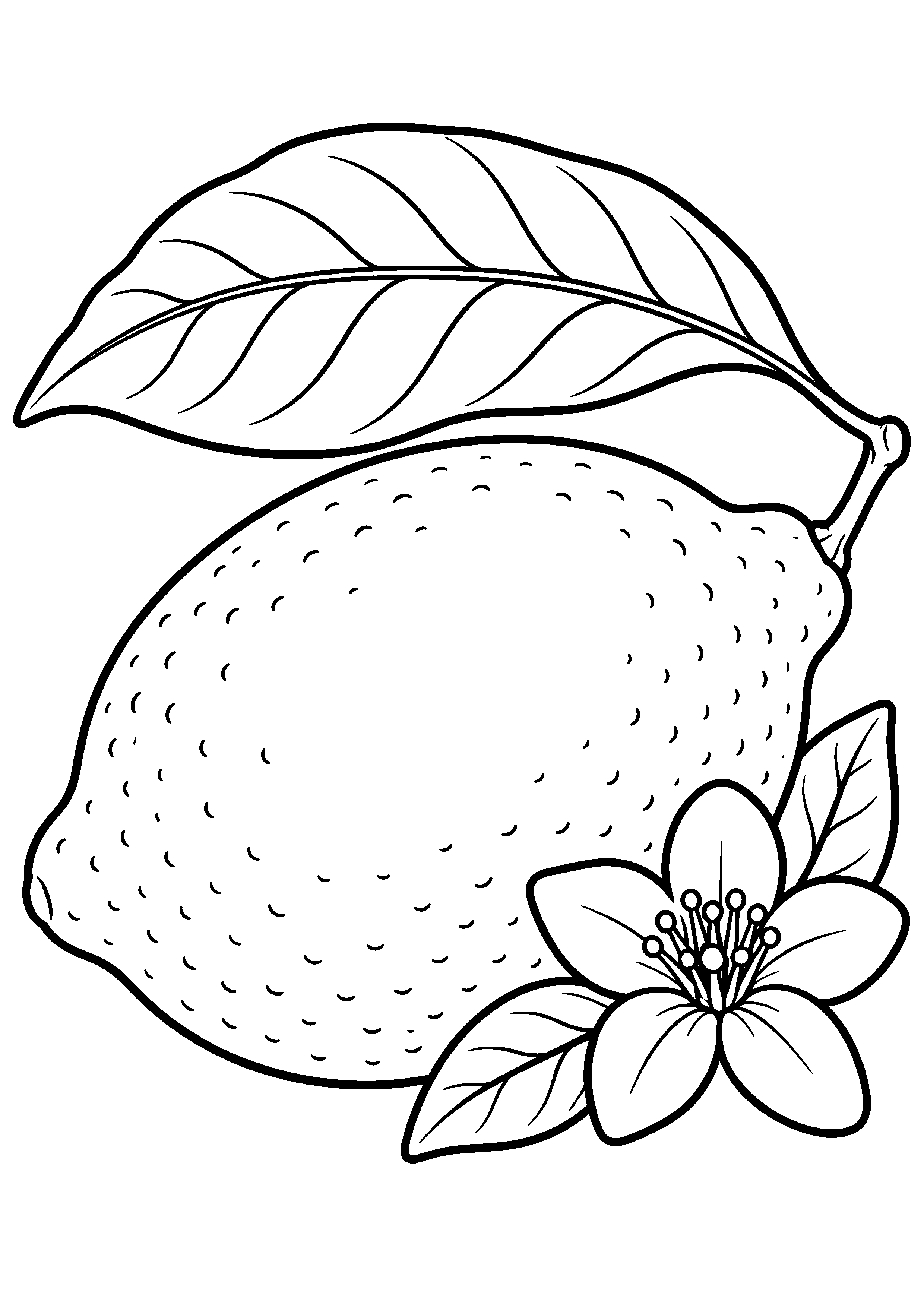 Grand coloriage d’un citron posé horizontalement avec une fleur, contours noirs nets sur fond blanc