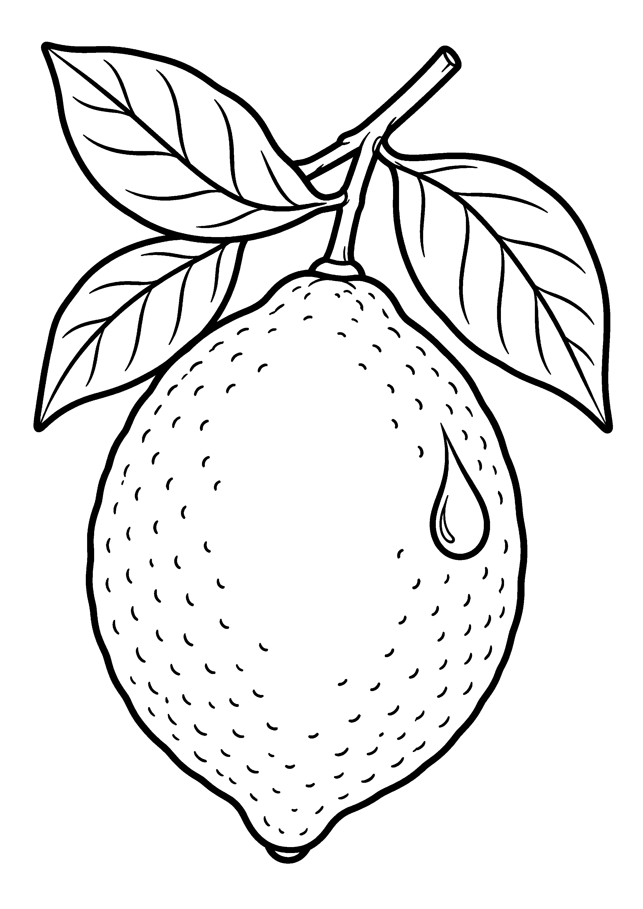 Grand coloriage d’un citron vu en contre-plongée avec une goutte, contours noirs nets sur fond blanc