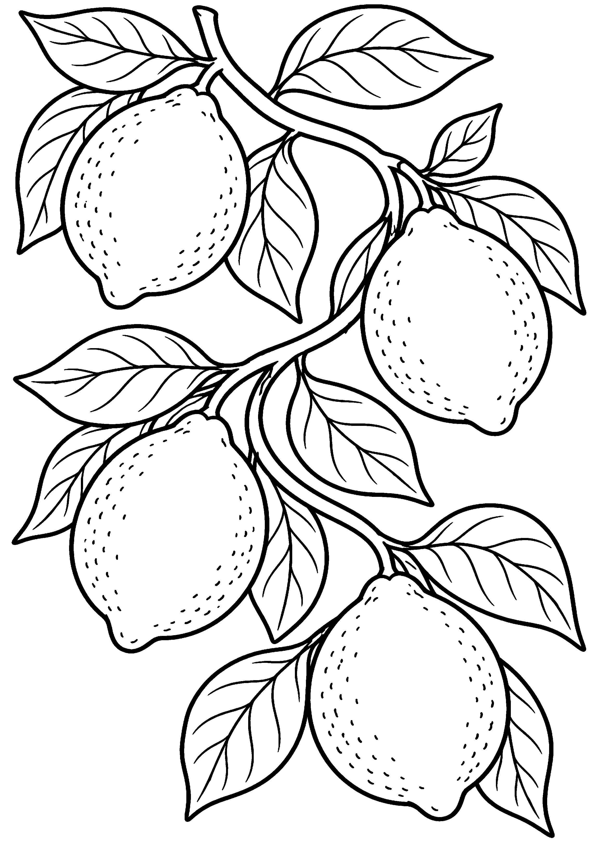 Grand coloriage d’un citron avec quatre fruits sur une branche en S, contours noirs nets sur fond blanc