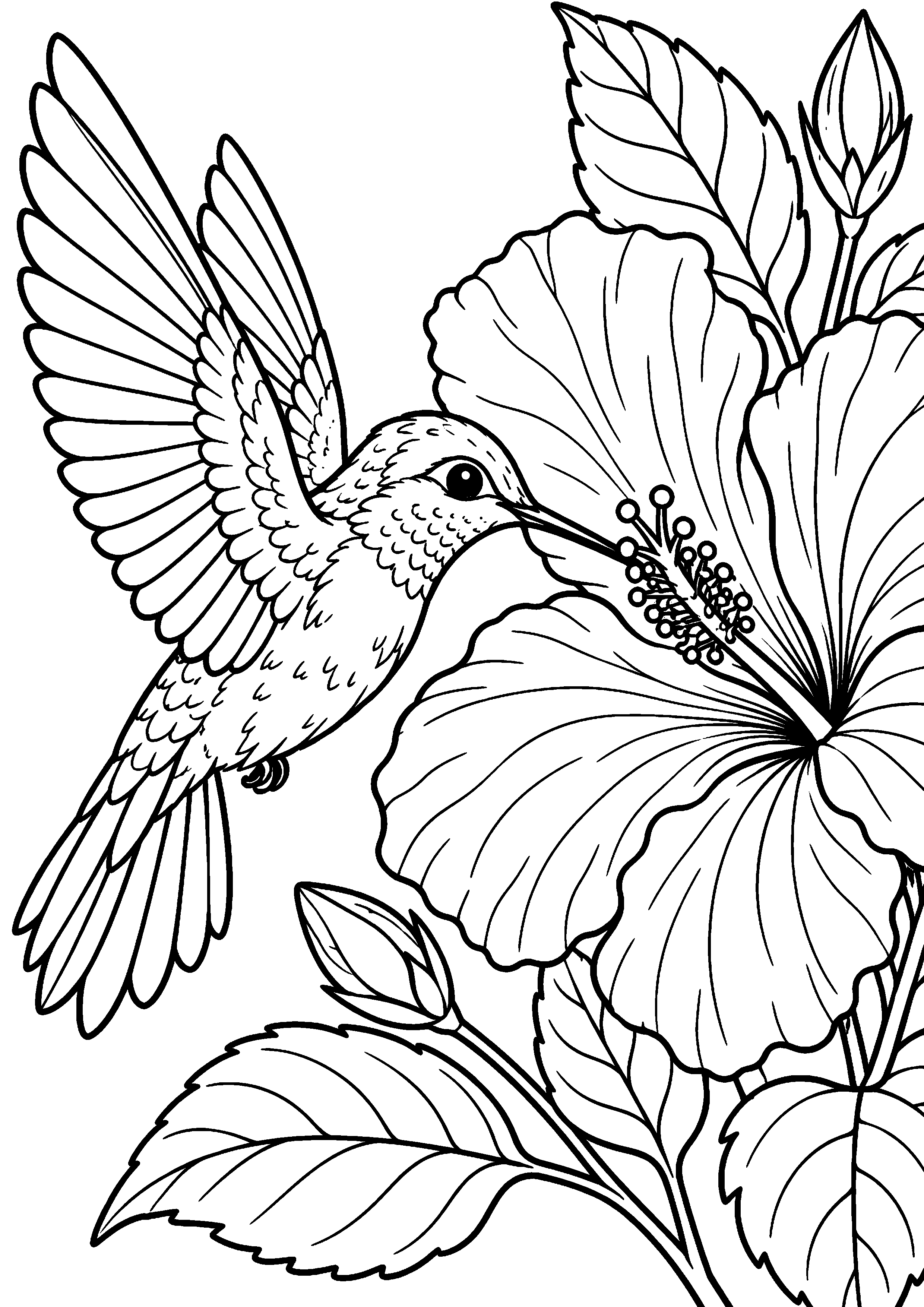 Grand coloriage d’un colibri buvant près d’un grand hibiscus, contours noirs nets sur fond blanc