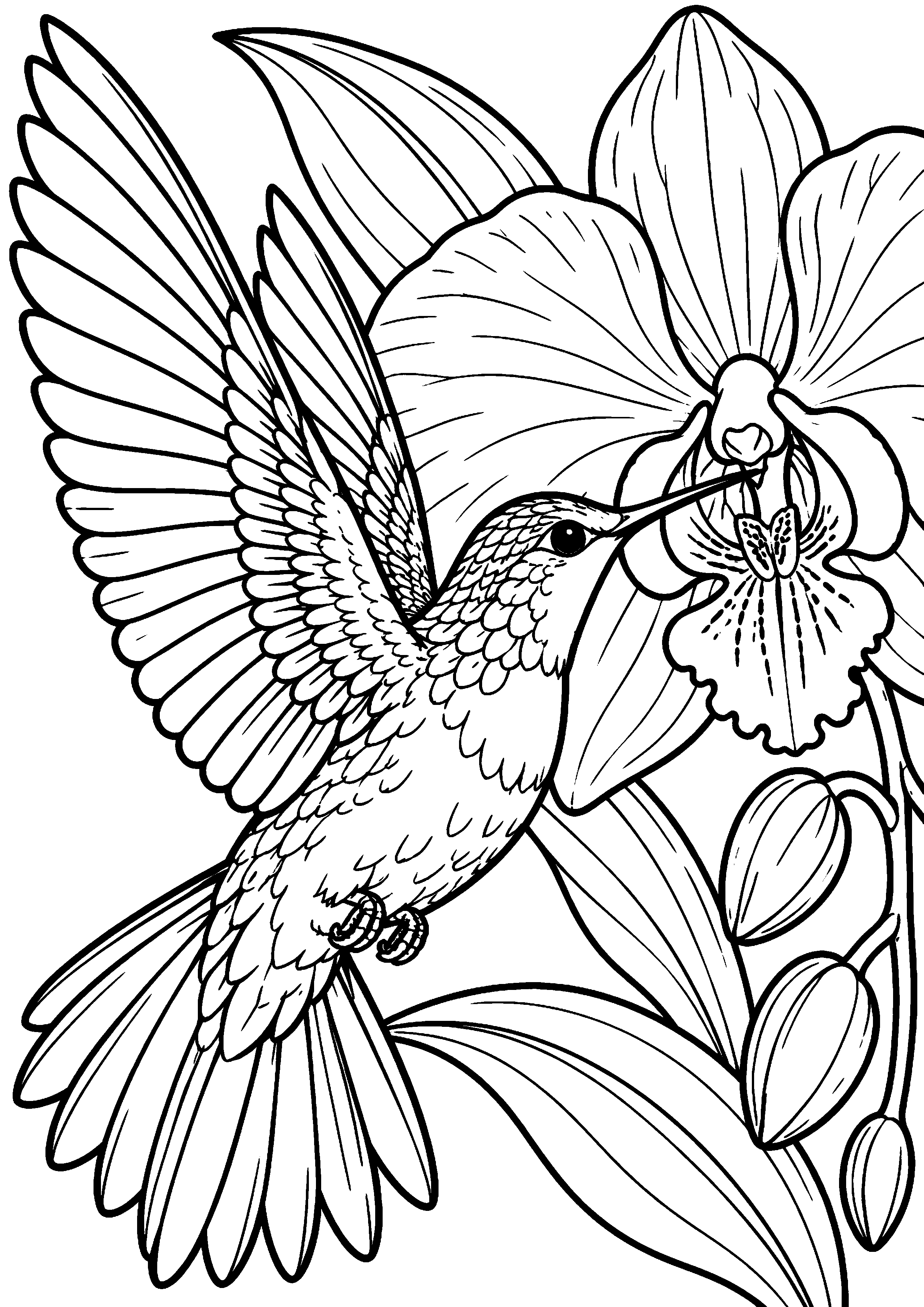 Grand coloriage d’un colibri buvant près d’une orchidée, contours noirs nets sur fond blanc