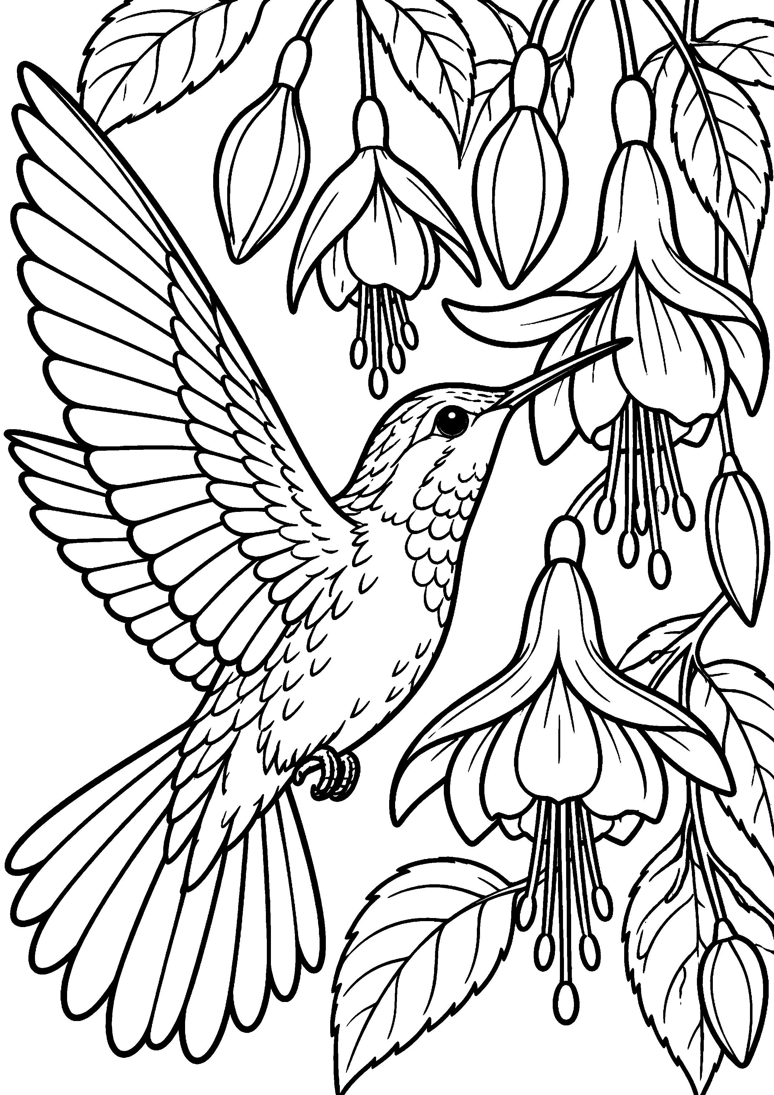 Grand coloriage d’un colibri devant de grandes fleurs de fuchsia, contours noirs nets sur fond blanc
