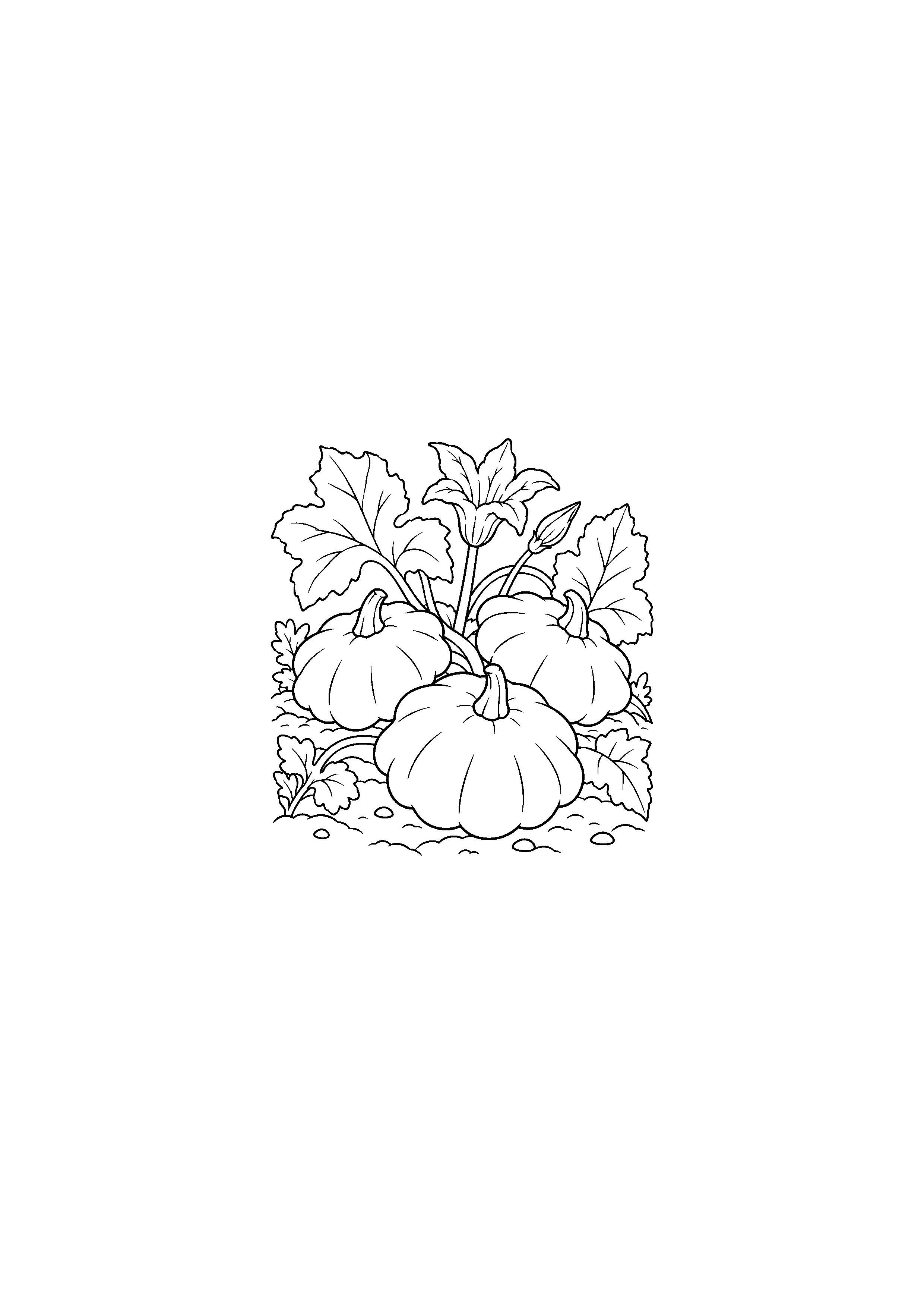 Plusieurs pâtissons avec leurs grandes feuilles
