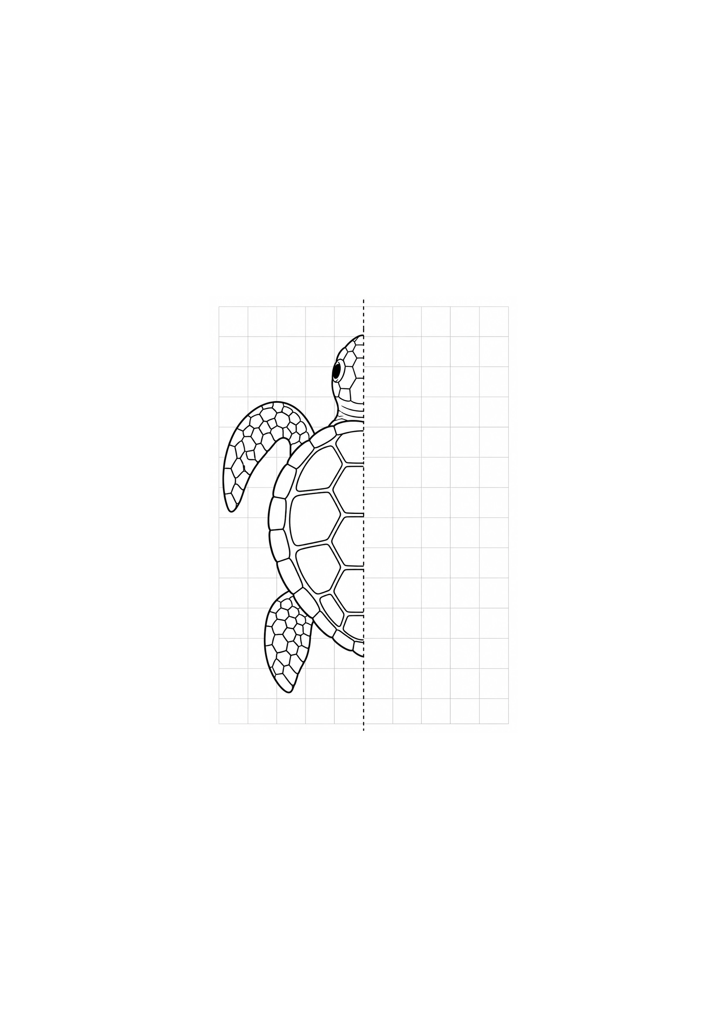 Coloriage tortue vue de dessus à imprimer