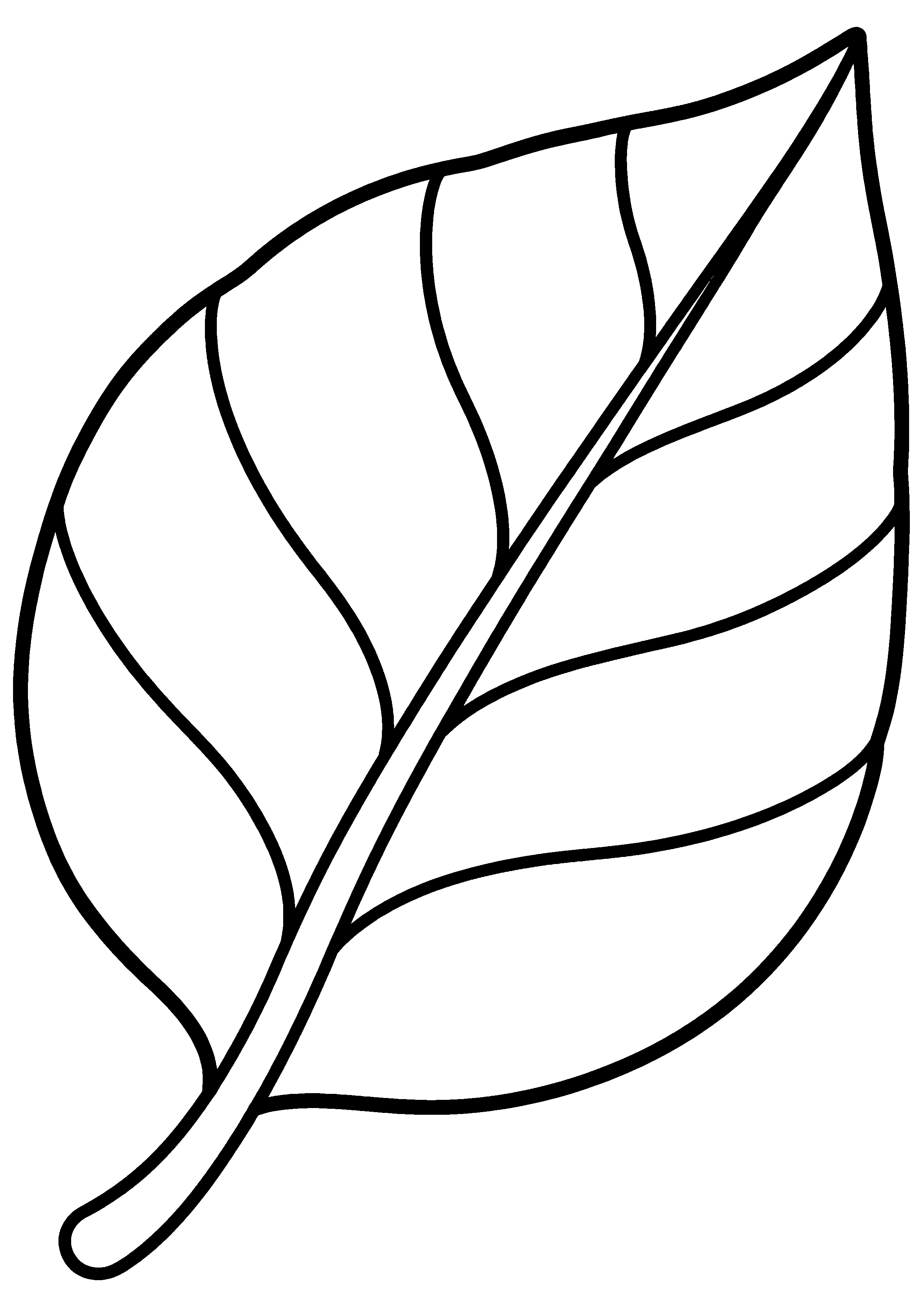 Coloriage facile pour maternelle représentant feuille d'arbre nervurée simplement en grand