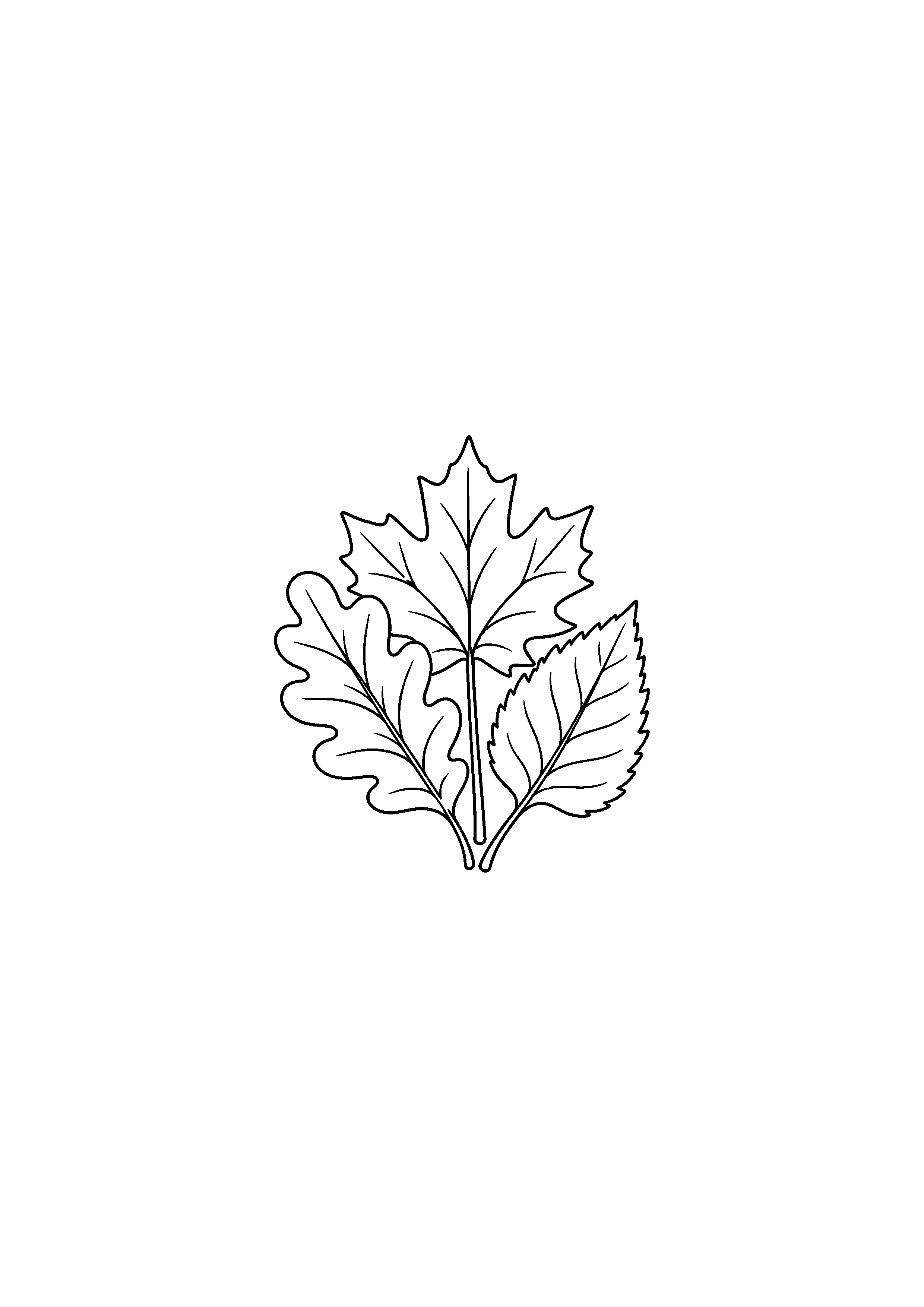 Coloriage noir et blanc représentant éventail de feuilles variées