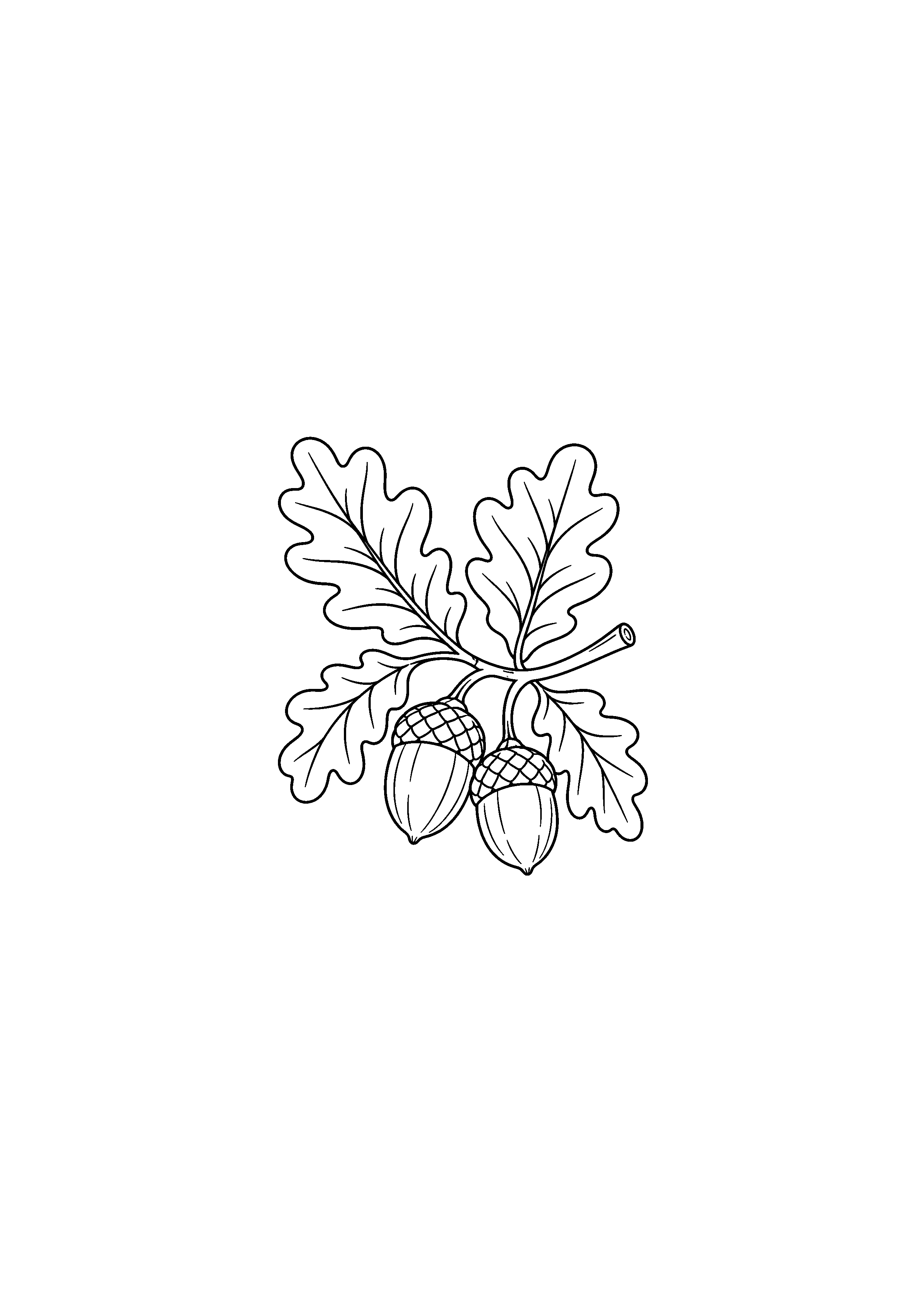 Coloriage noir et blanc représentant branche de chêne avec glands
