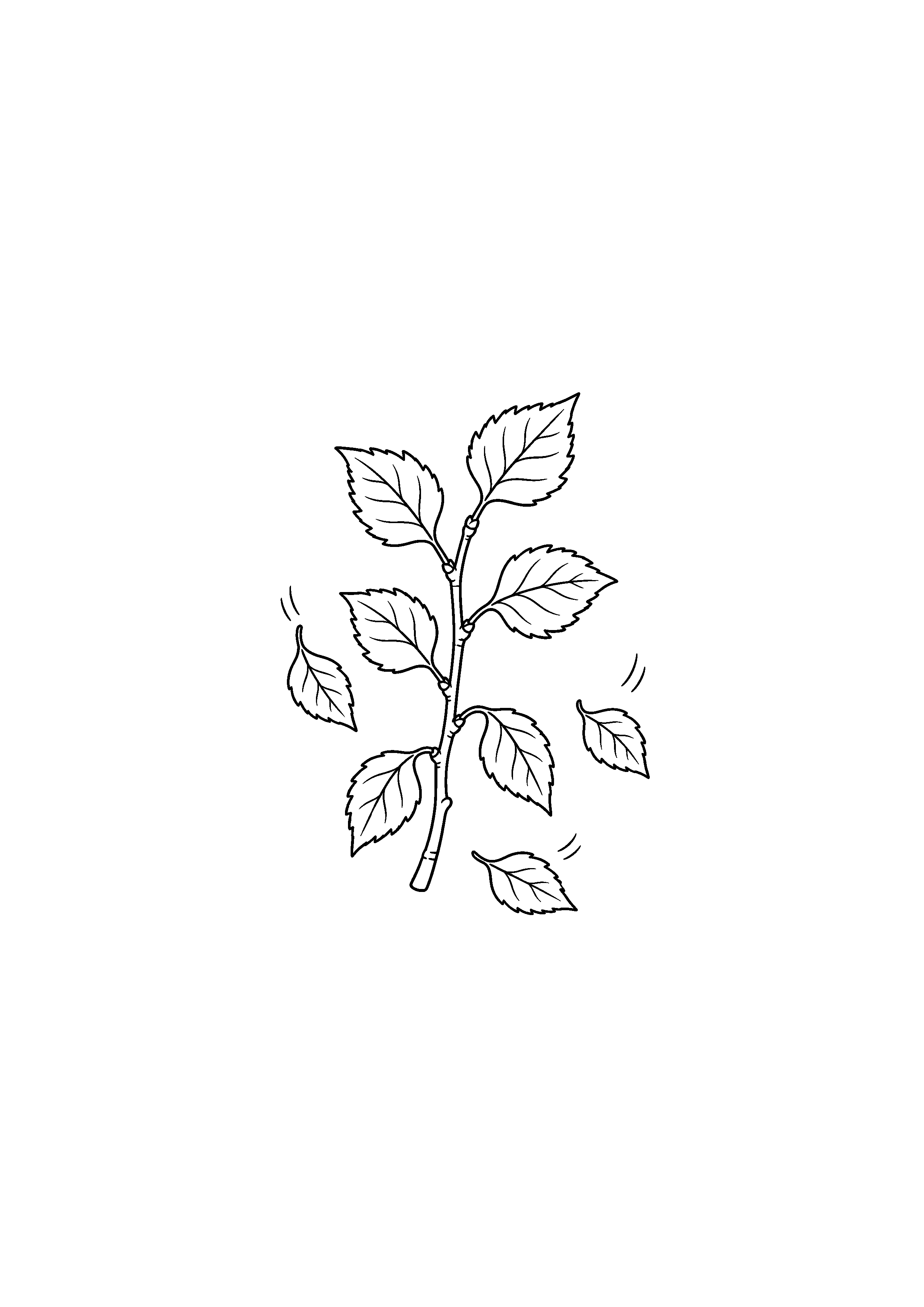 Coloriage noir et blanc représentant branche de bouleau au vent