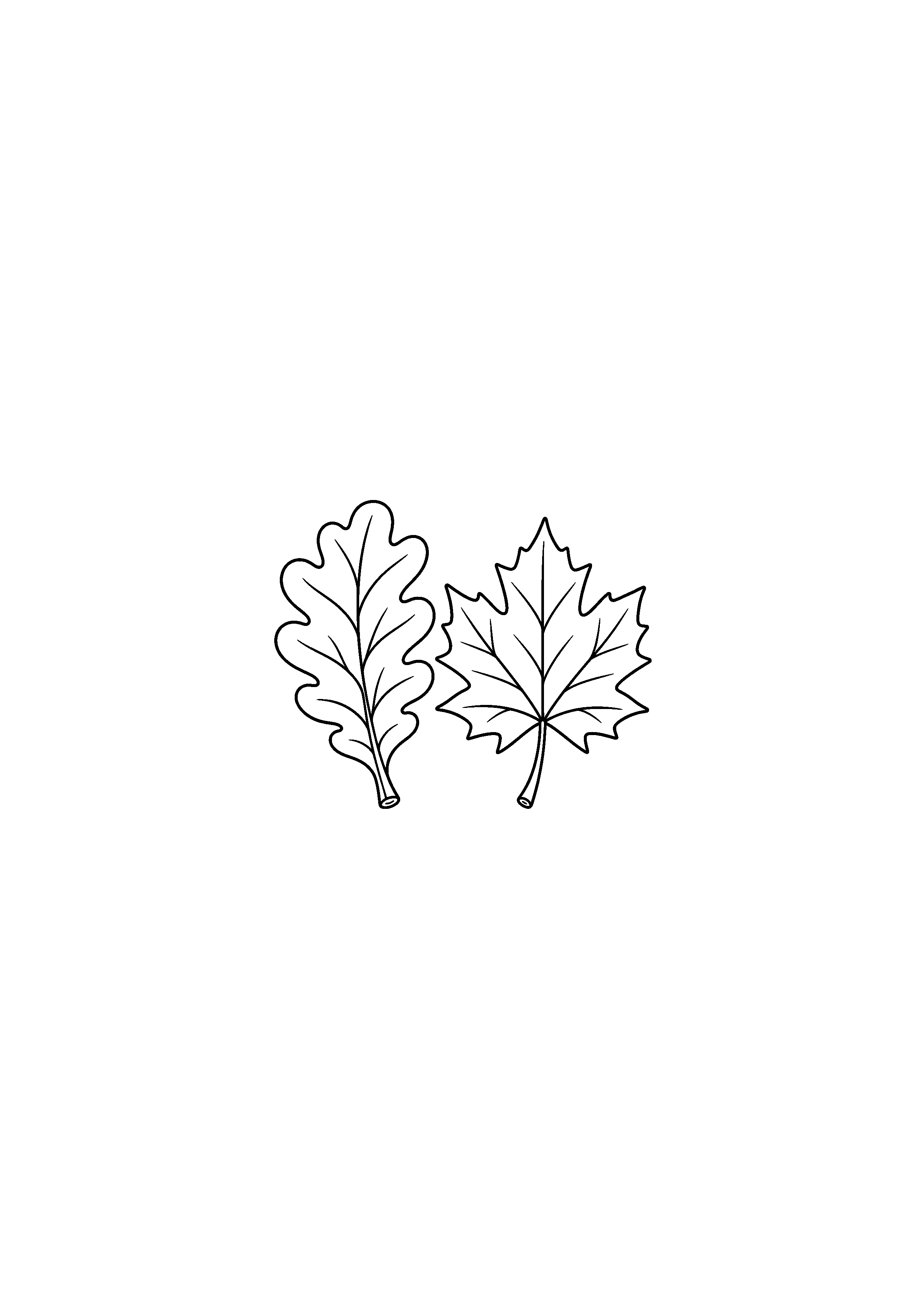 Coloriage noir et blanc représentant feuilles de chêne et érable