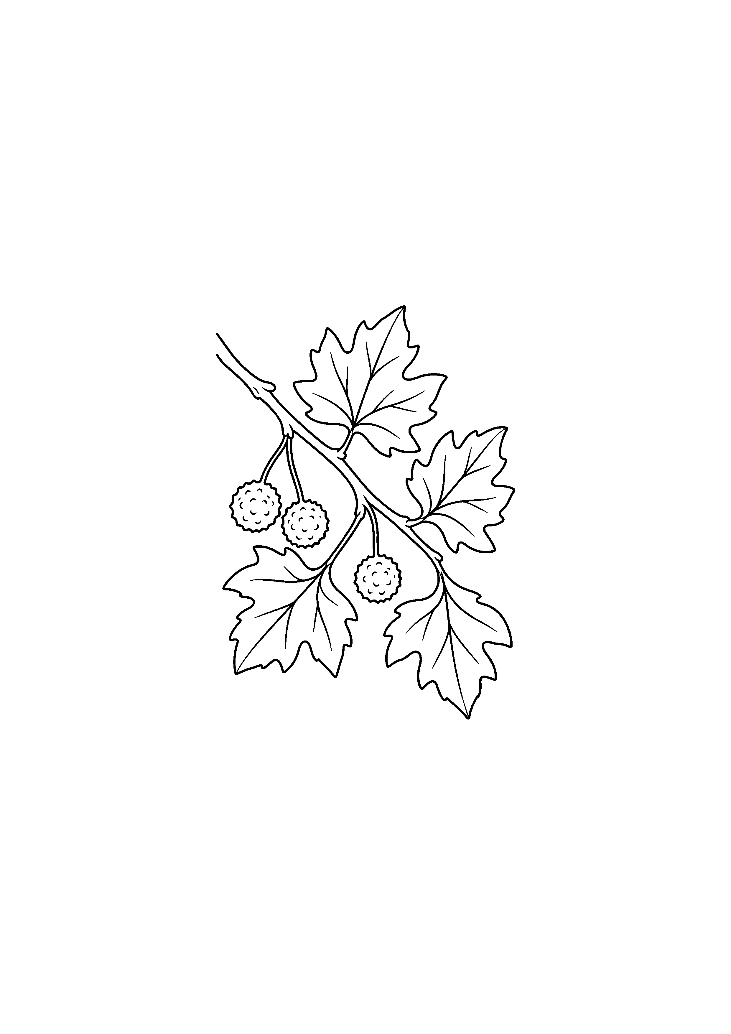 Coloriage noir et blanc représentant branche de platane