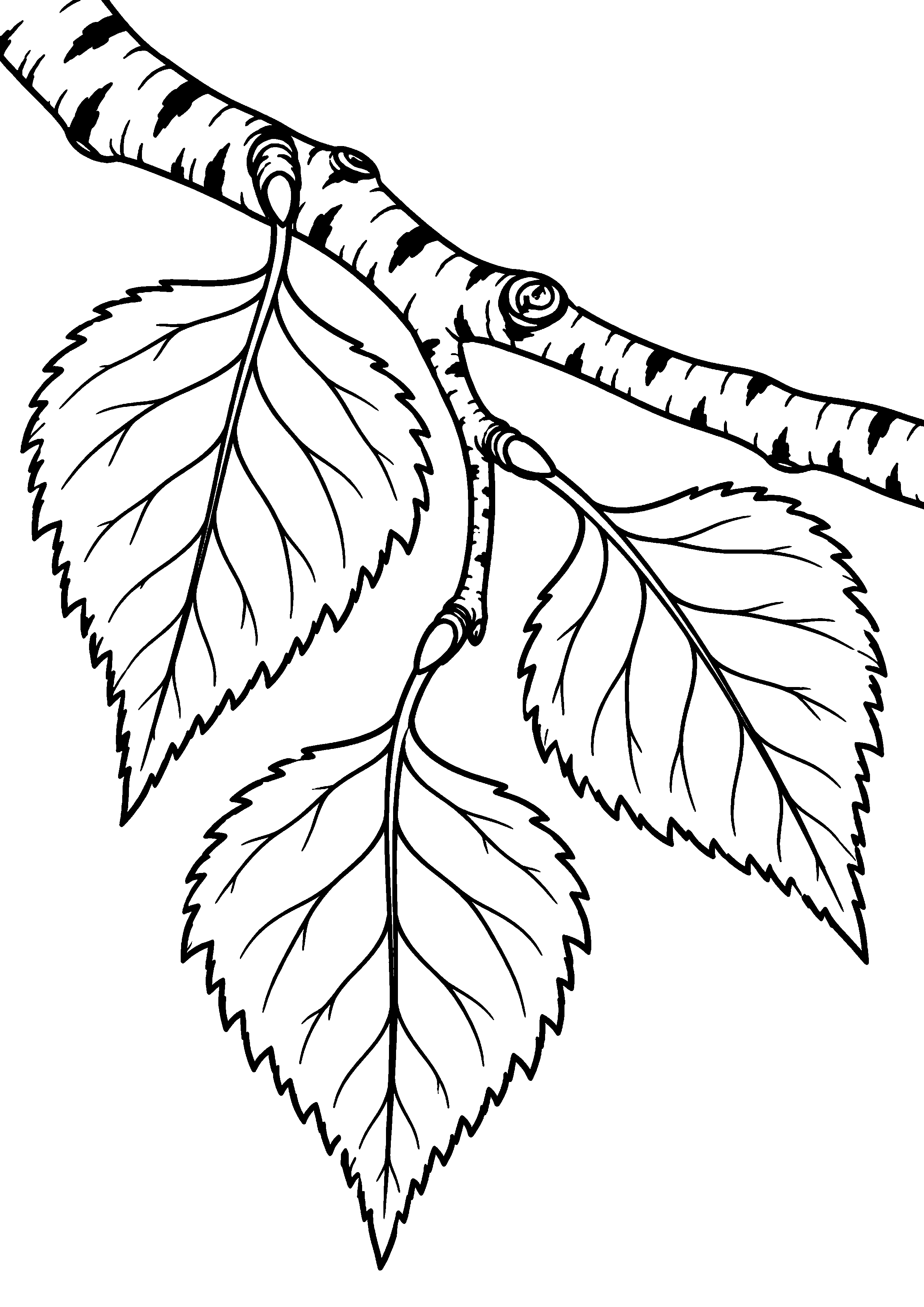 Branche de bouleau avec trois grandes feuilles à colorier