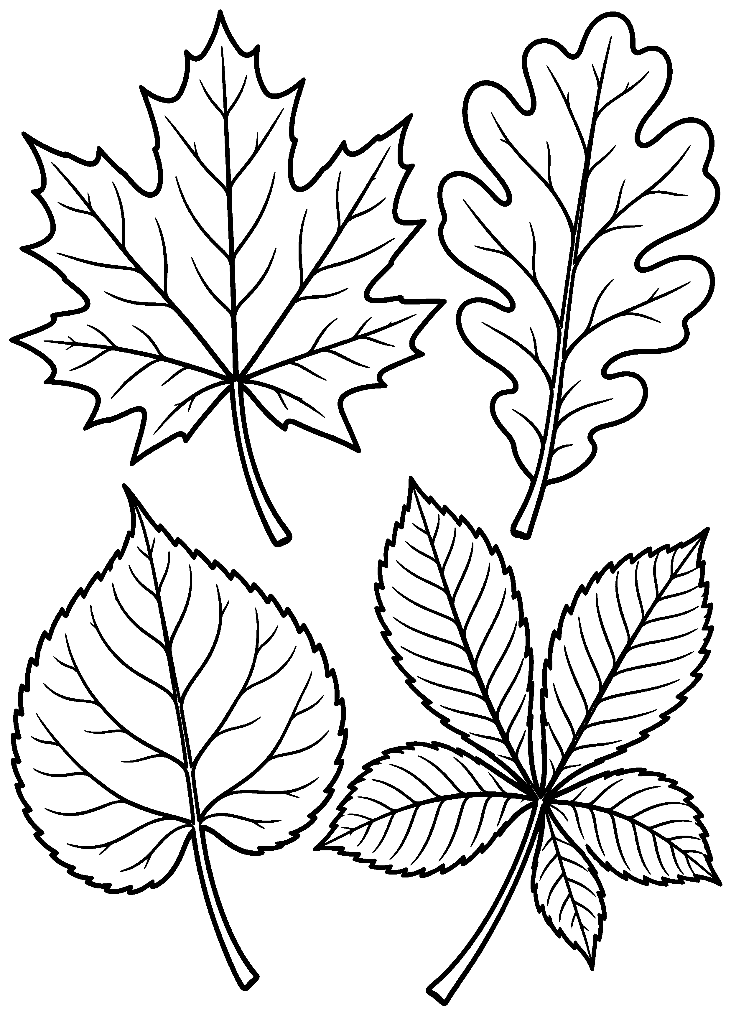 Quatre grandes feuilles d'automne disposées en herbier à colorier