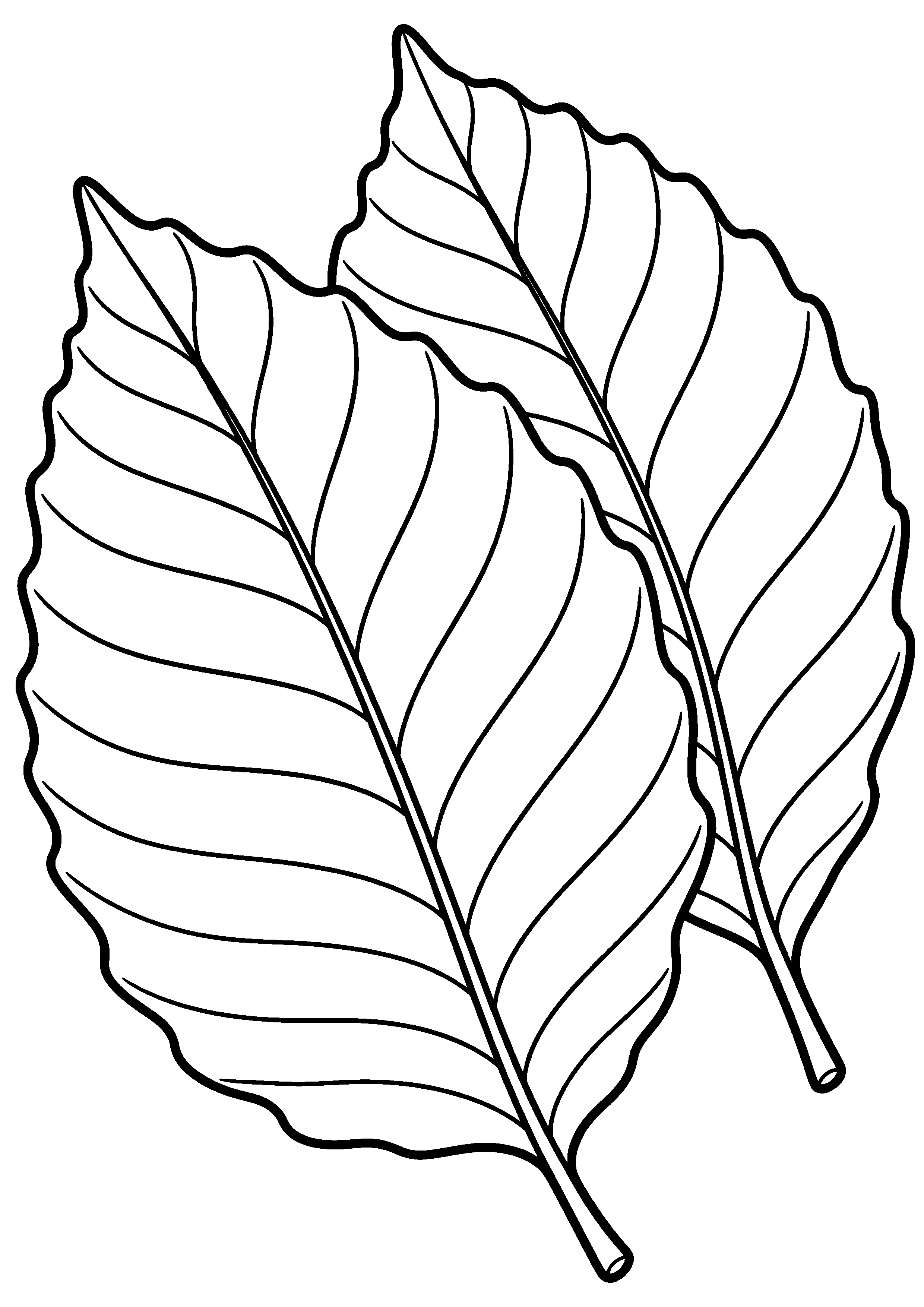 Deux grandes feuilles de hêtre superposées à colorier