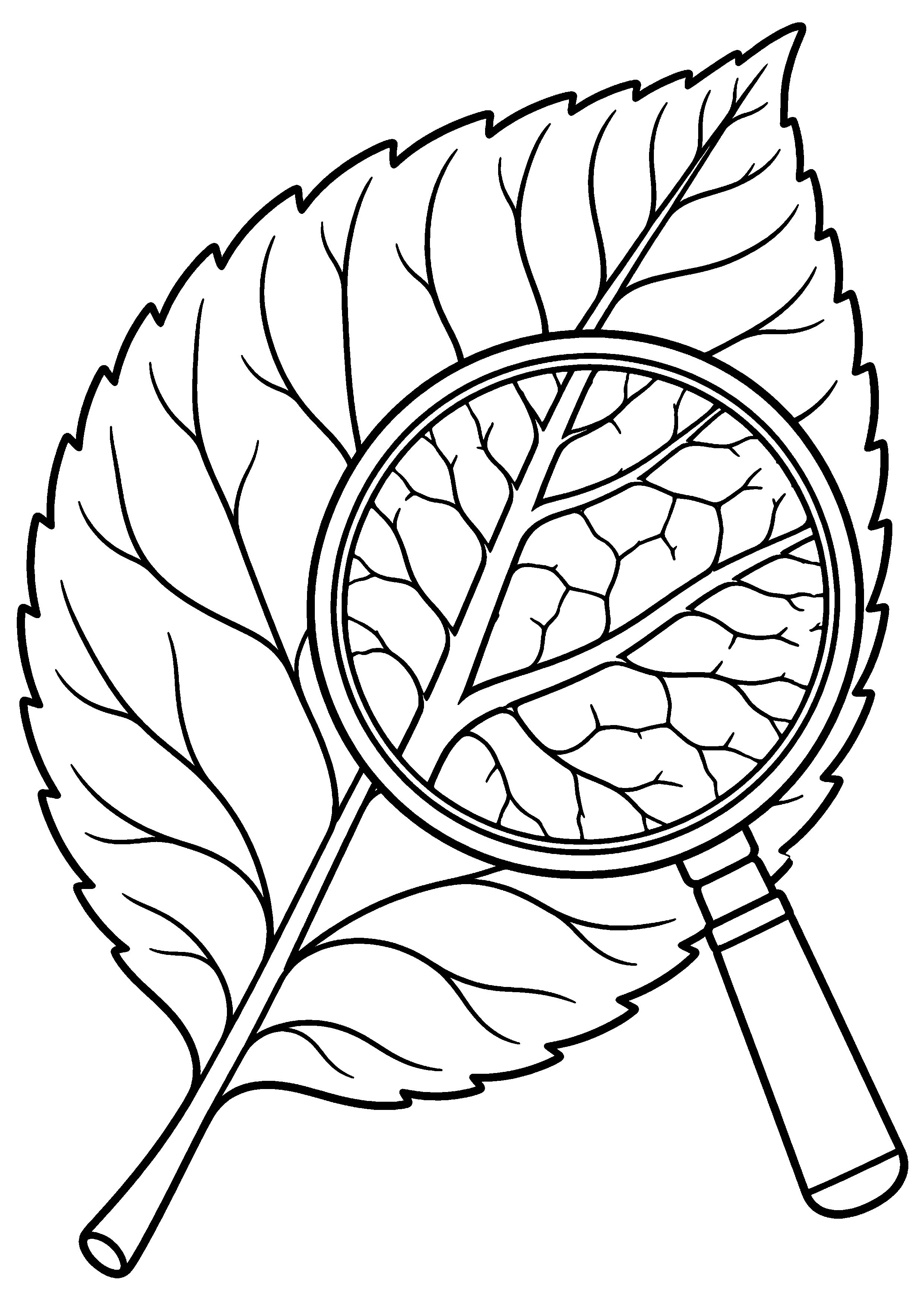 Grande feuille et loupe montrant ses nervures à colorier