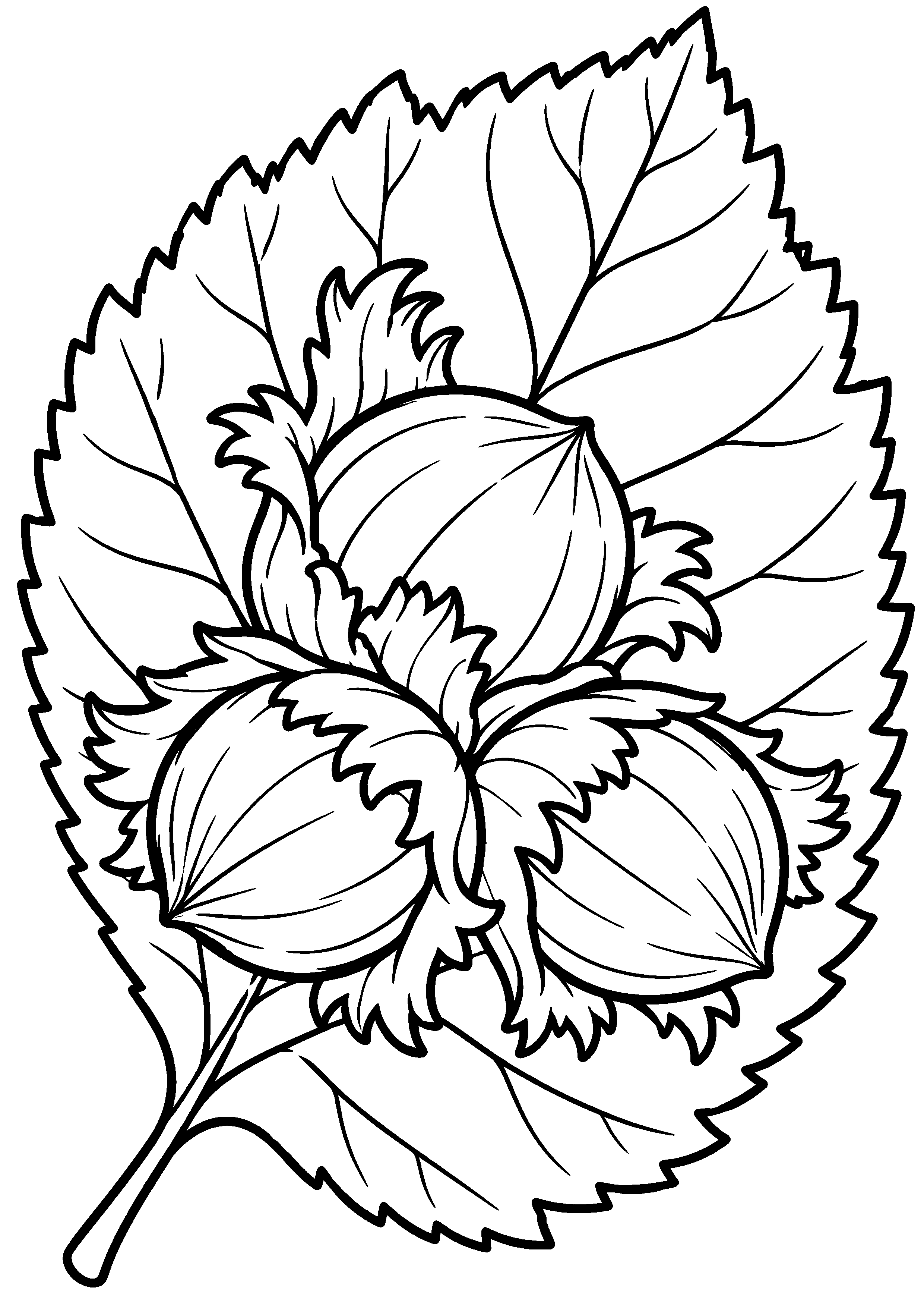 Grande feuille de noisetier avec trois noisettes à colorier